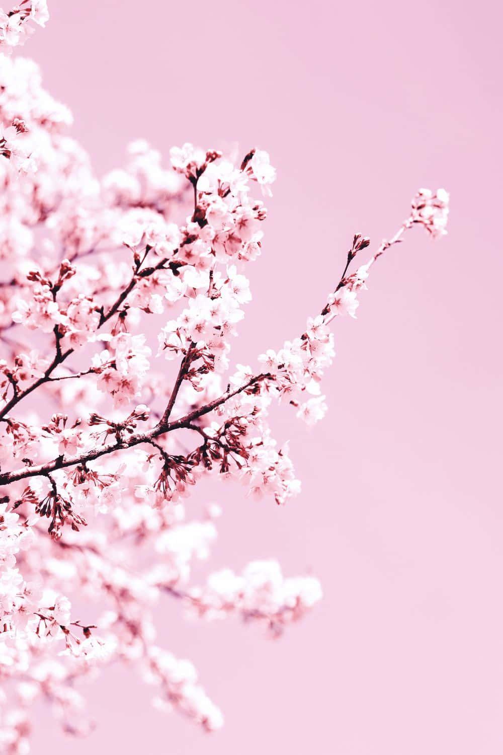 Cherry Blossom Background — 1000x1500 wallpaper