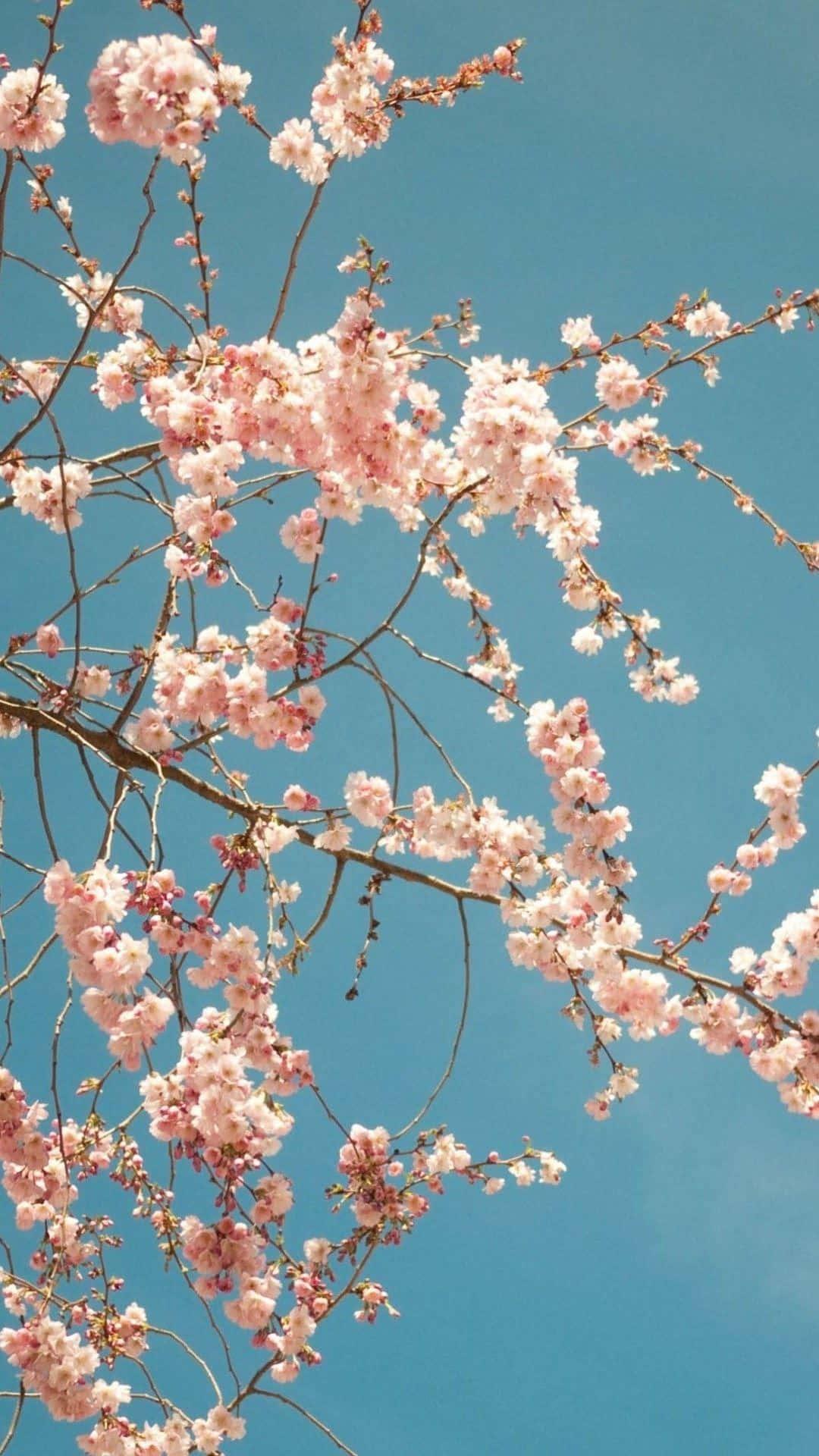 Cherry Blossom Background — 1080x1920 wallpaper