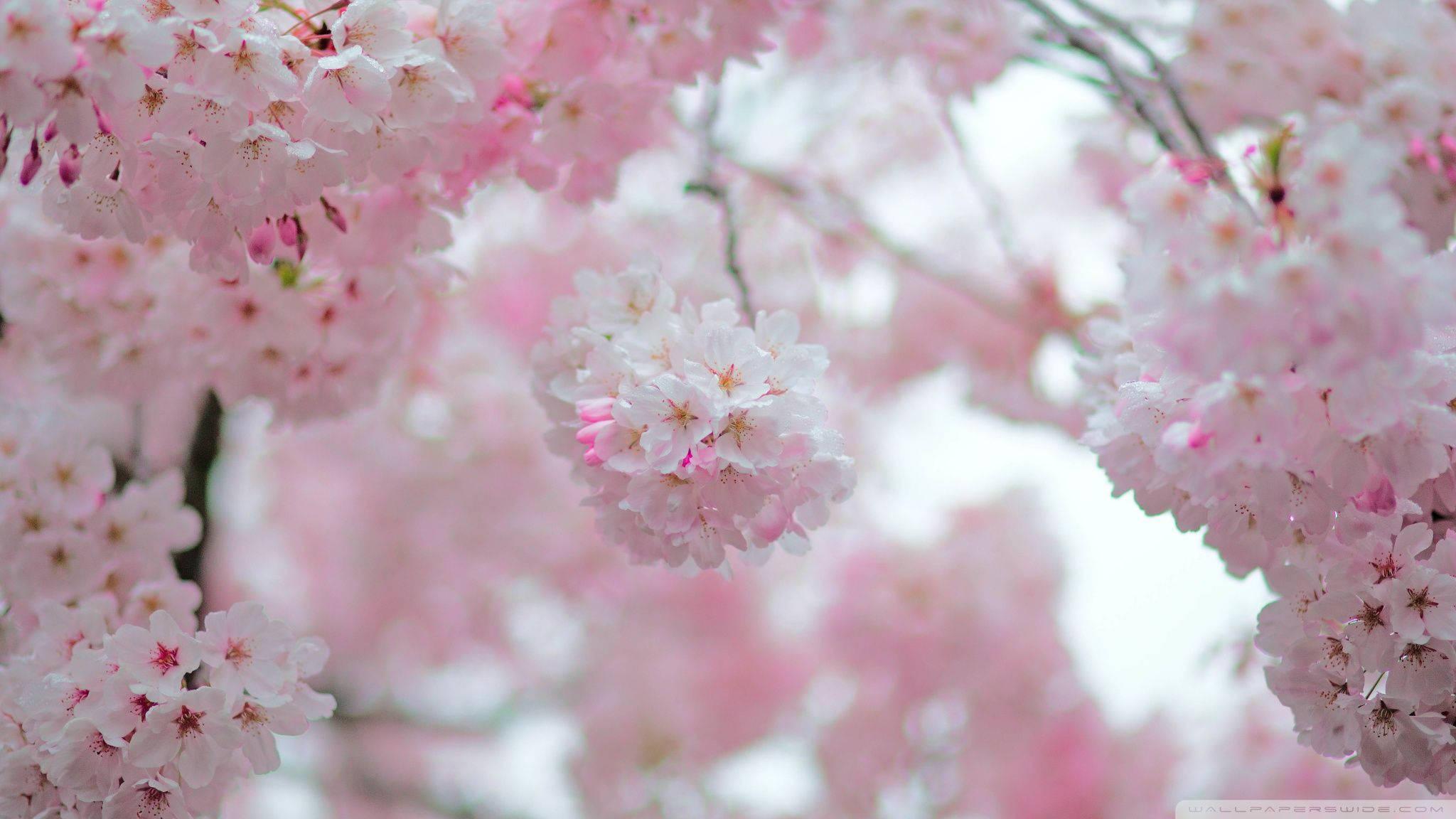 Cherry Blossom Buds — 2048x1152 wallpaper