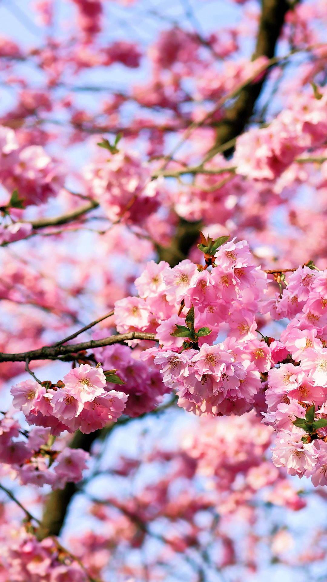 Cherry Blossom Flower Bundles — 1080x1920 wallpaper