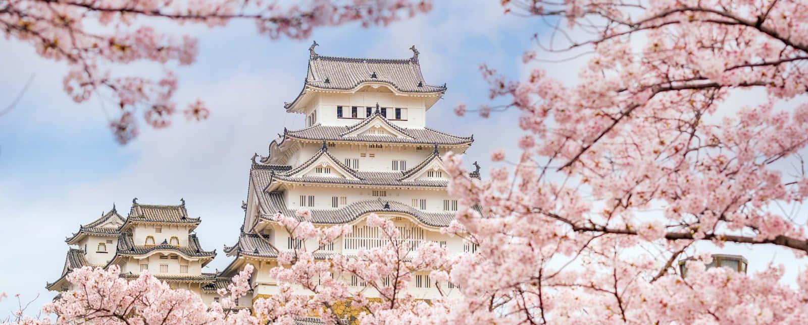 Cherry Blossom Himeji Castle Picture — 1600x645 wallpaper