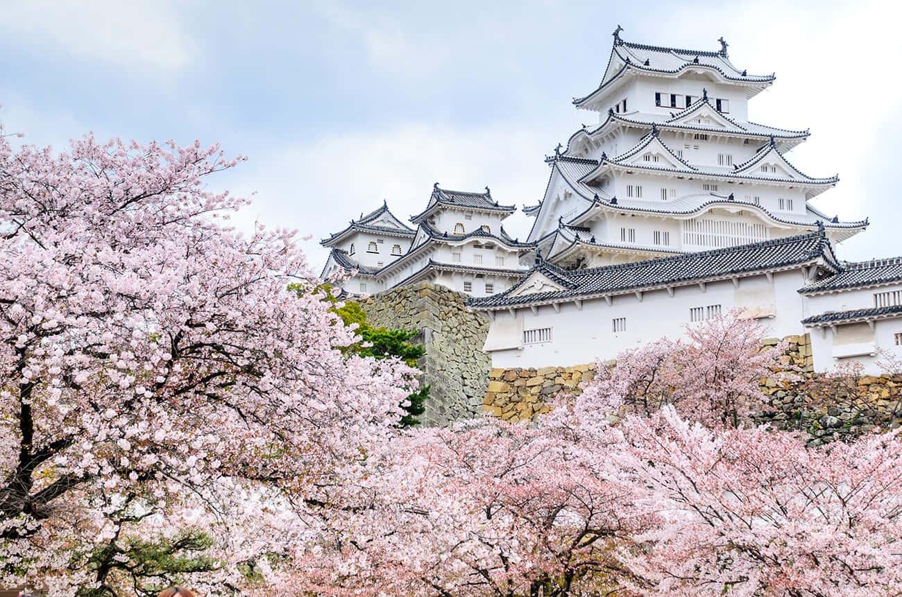 Cherry Blossom In Himeji Castle Picture — 1300x861 wallpaper