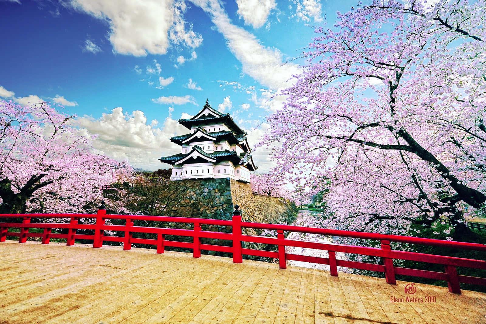 Cherry Blossom In Hirosaki Castle Picture — 1600x1066 wallpaper