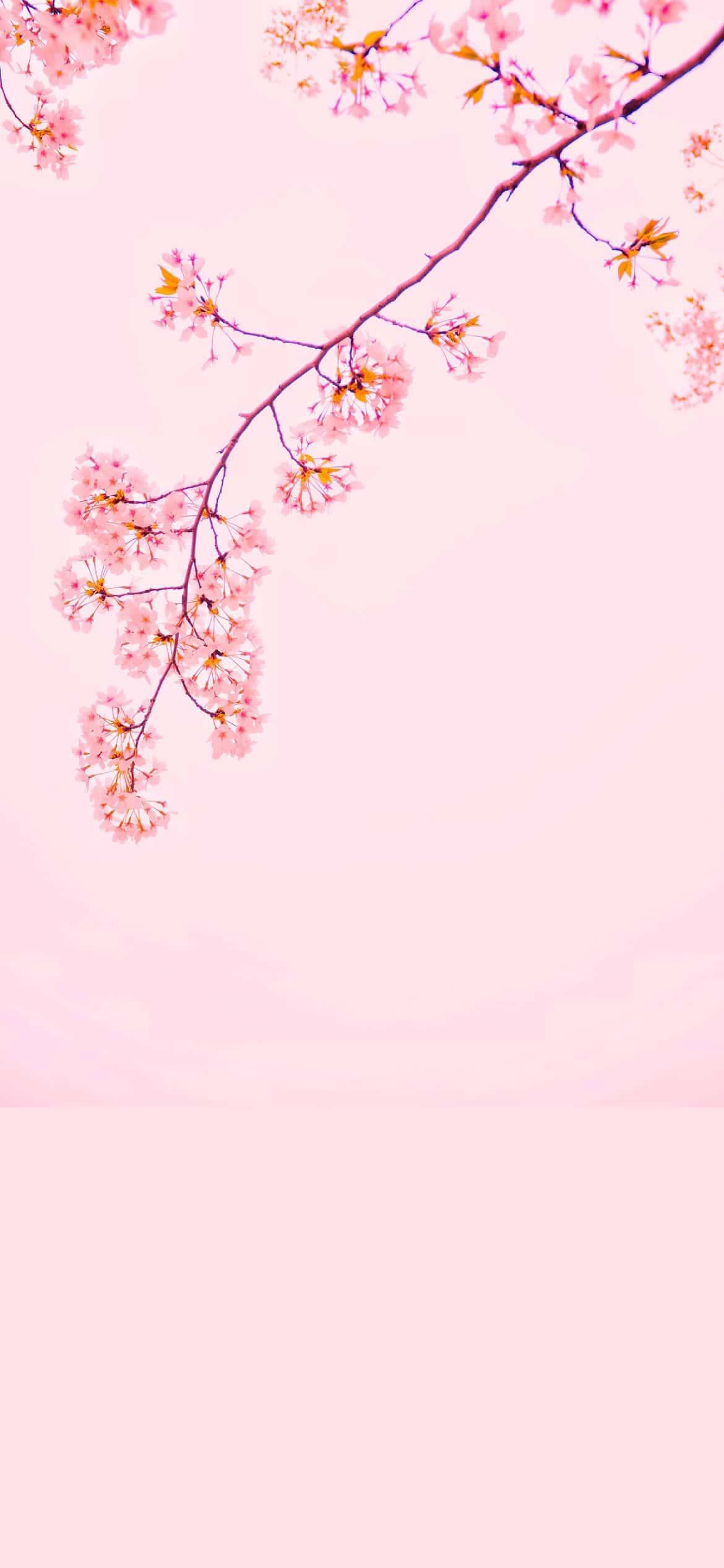 Cherry Blossom iPhone 12 — 1170x2532 wallpaper