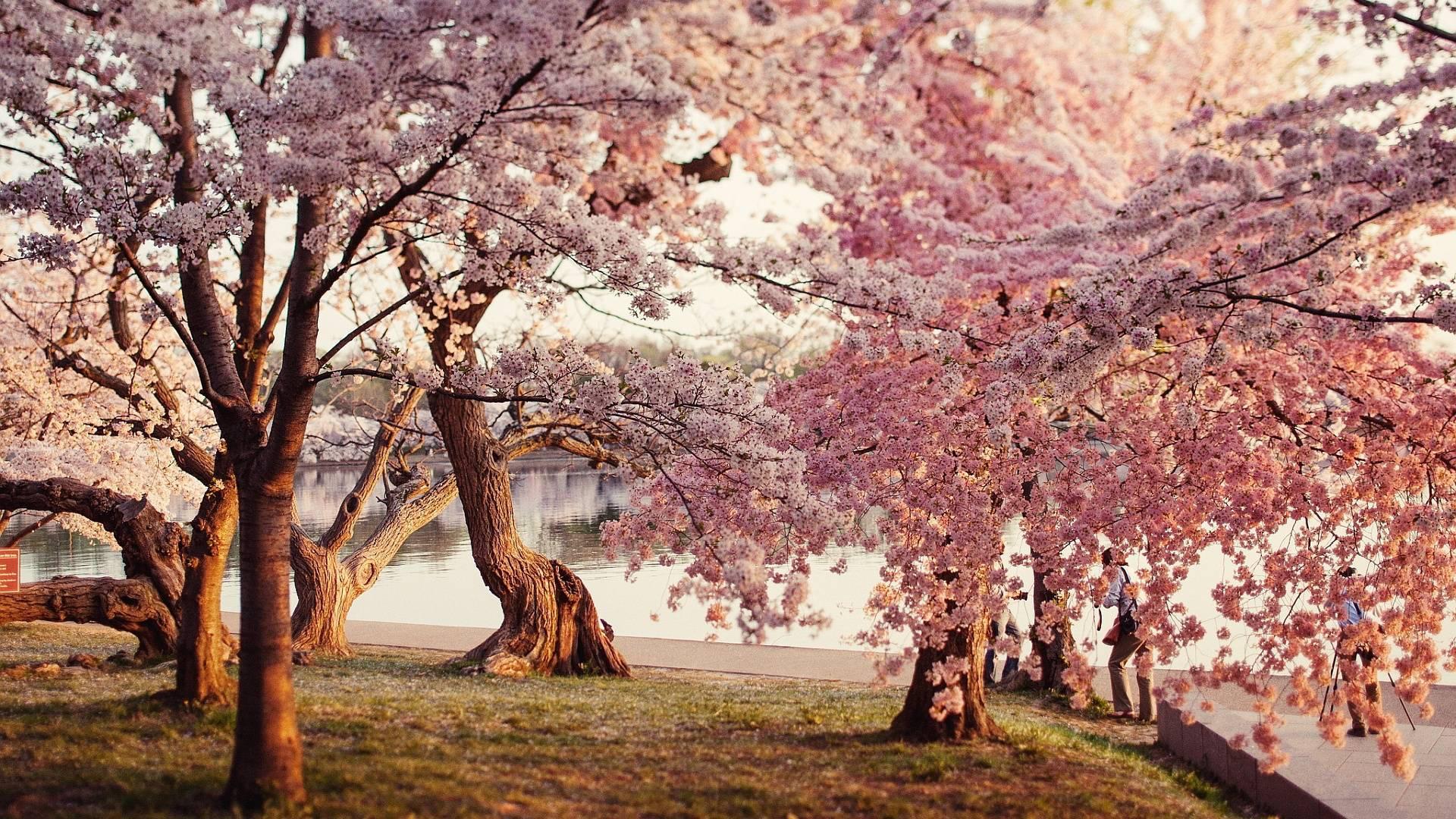 Cherry Blossom Park — 1920x1080 wallpaper
