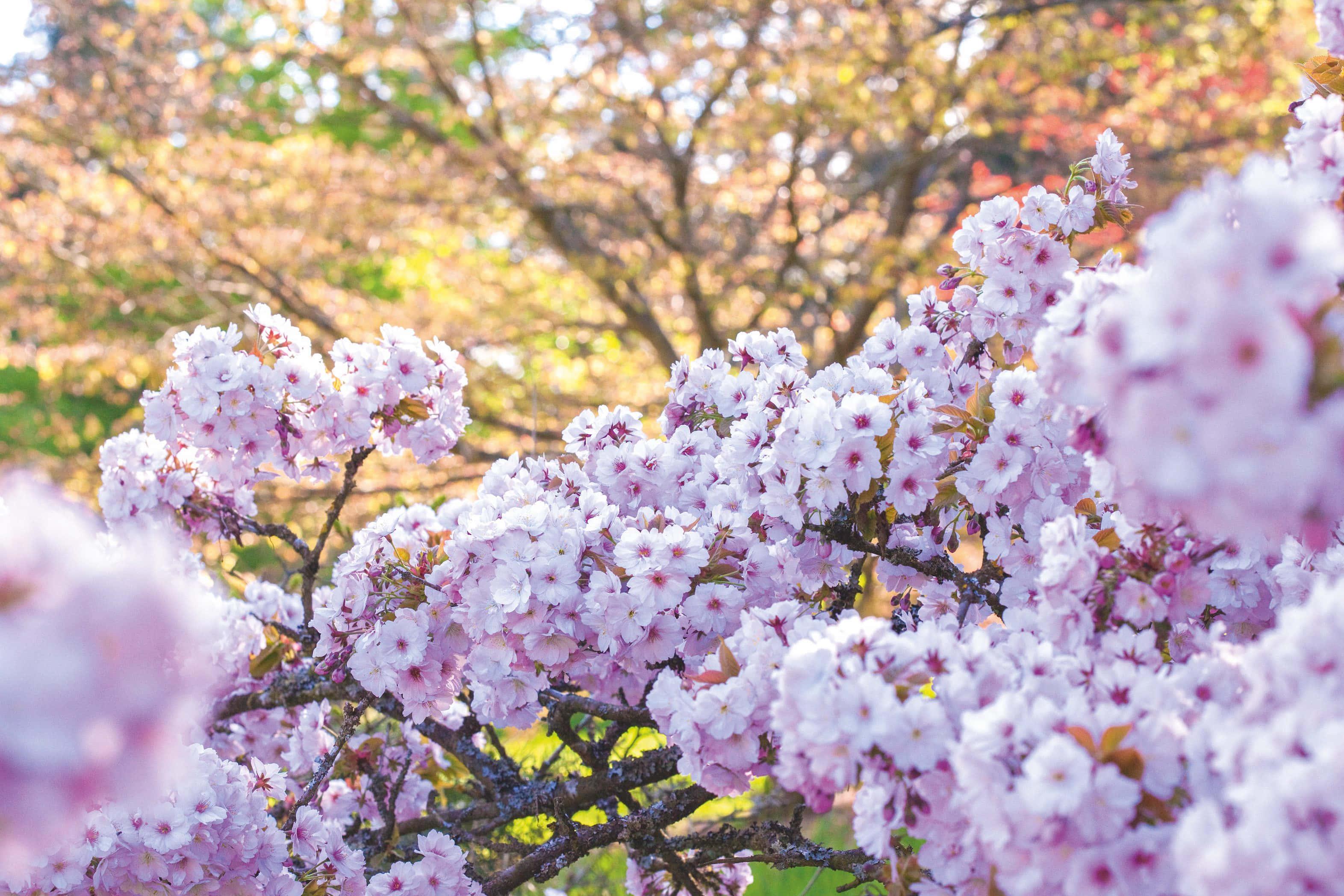 Cherry Blossom pictures — 3144x2096 wallpaper