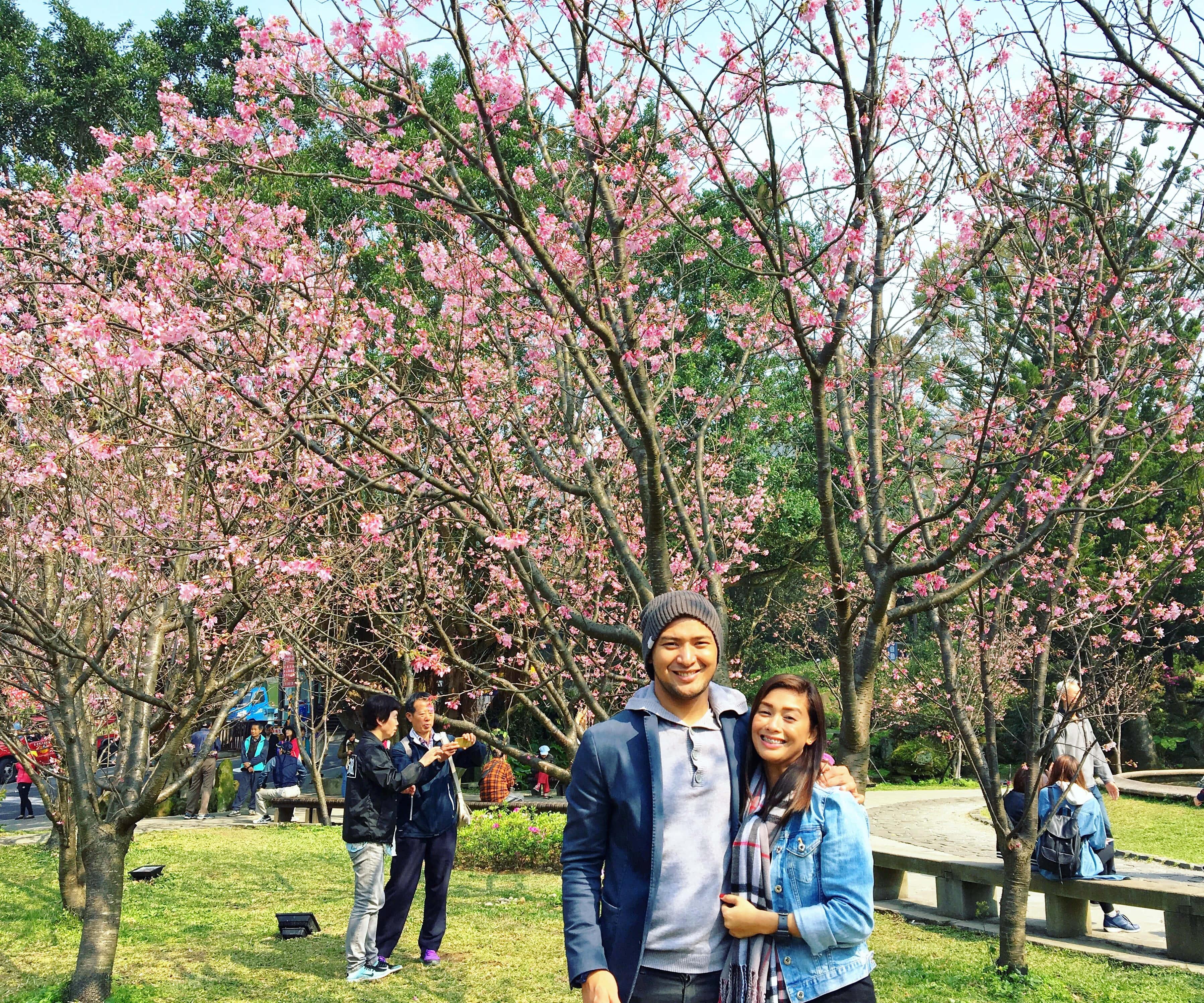 Cherry Blossom pictures — 3595x2996 wallpaper