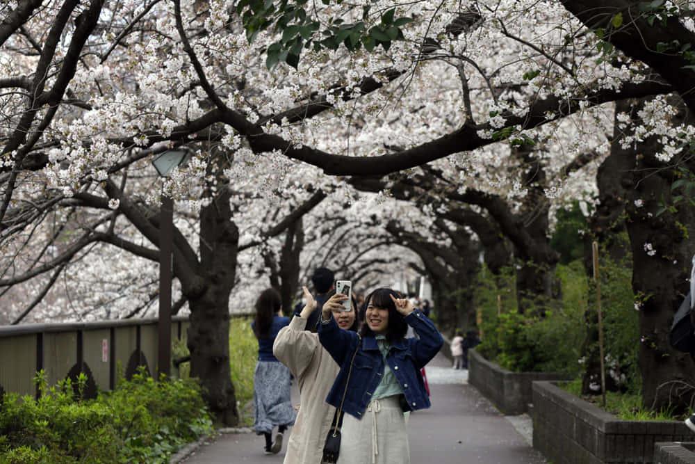Cherry Blossom pictures — 1000x667 wallpaper