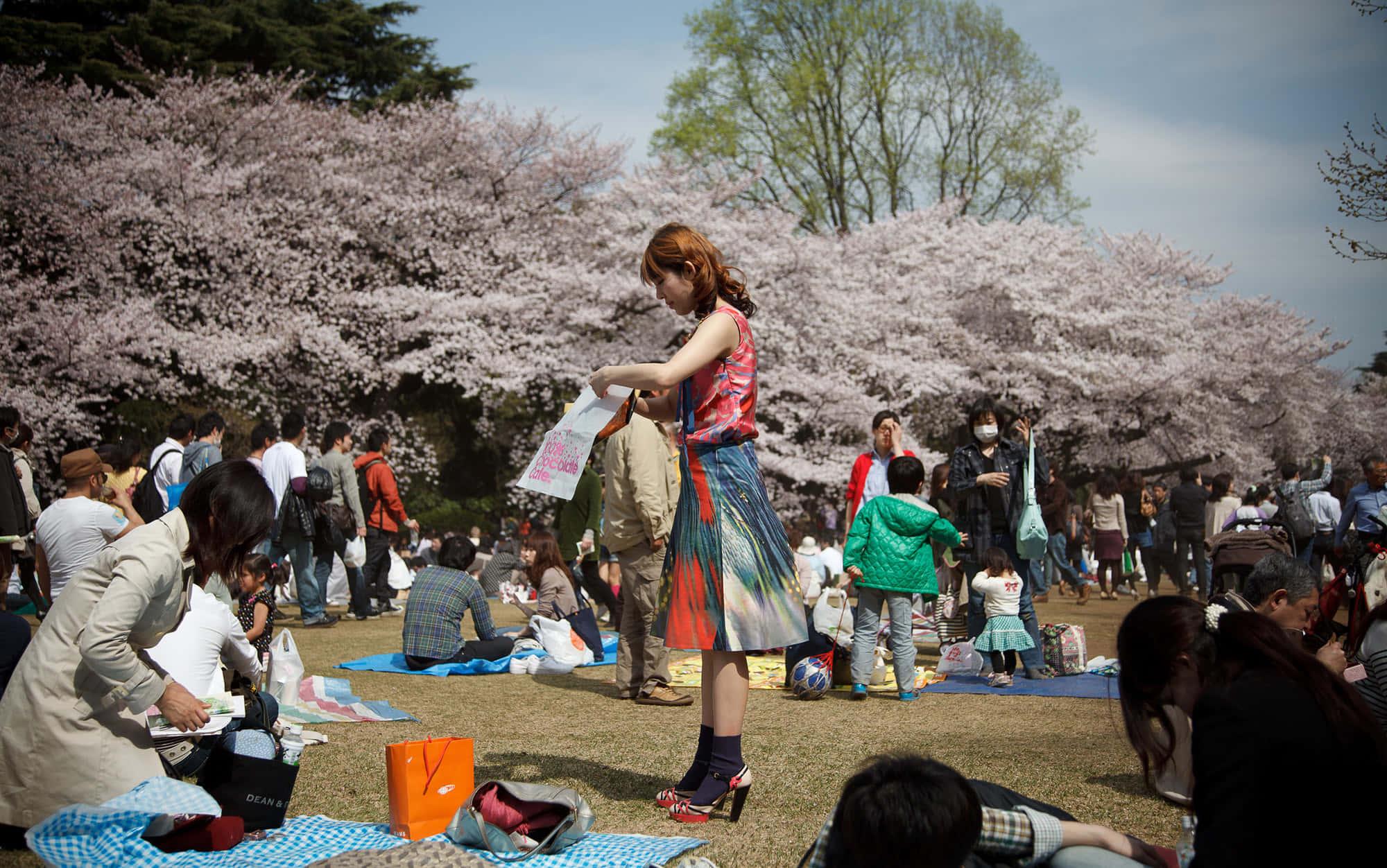 Cherry Blossom pictures — 2000x1252 wallpaper