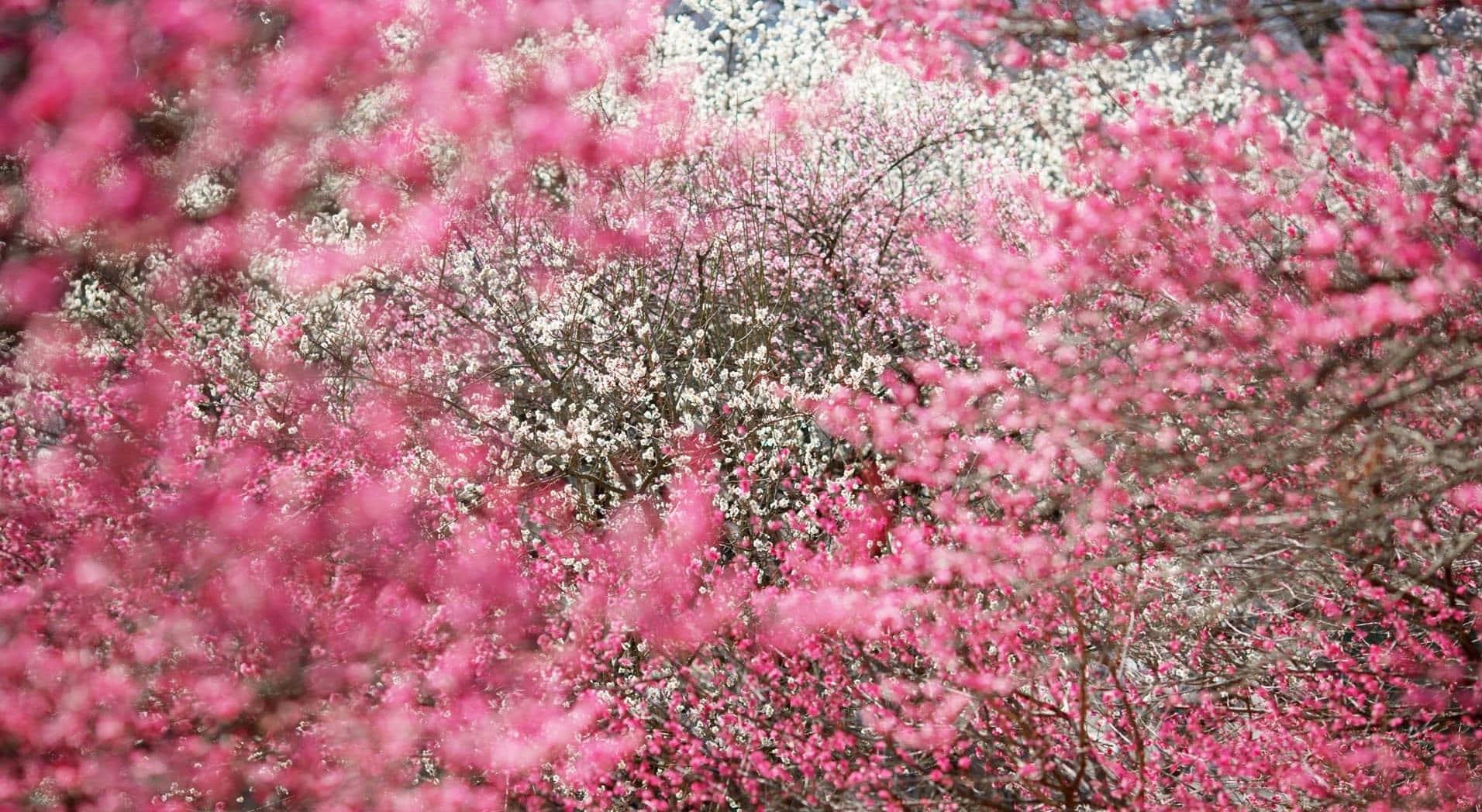 Cherry Blossom pictures — 1912x1048 wallpaper
