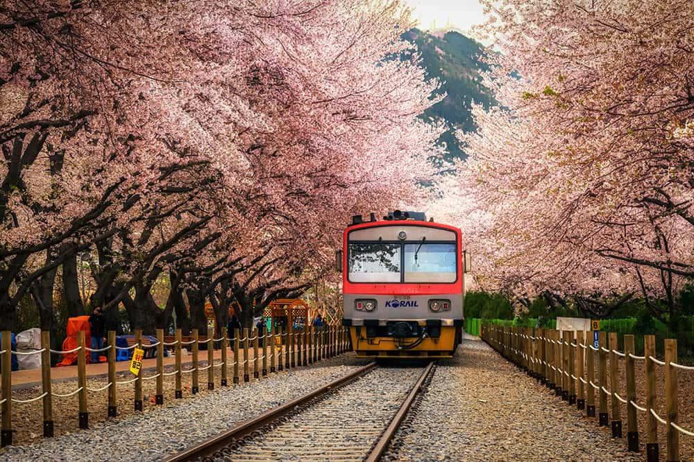 Cherry Blossom pictures — 1000x667 wallpaper