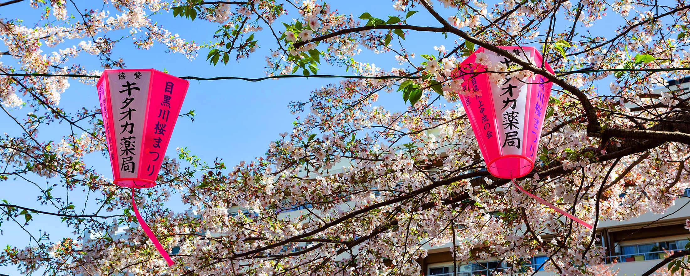 Cherry Blossom pictures — 2200x880 wallpaper