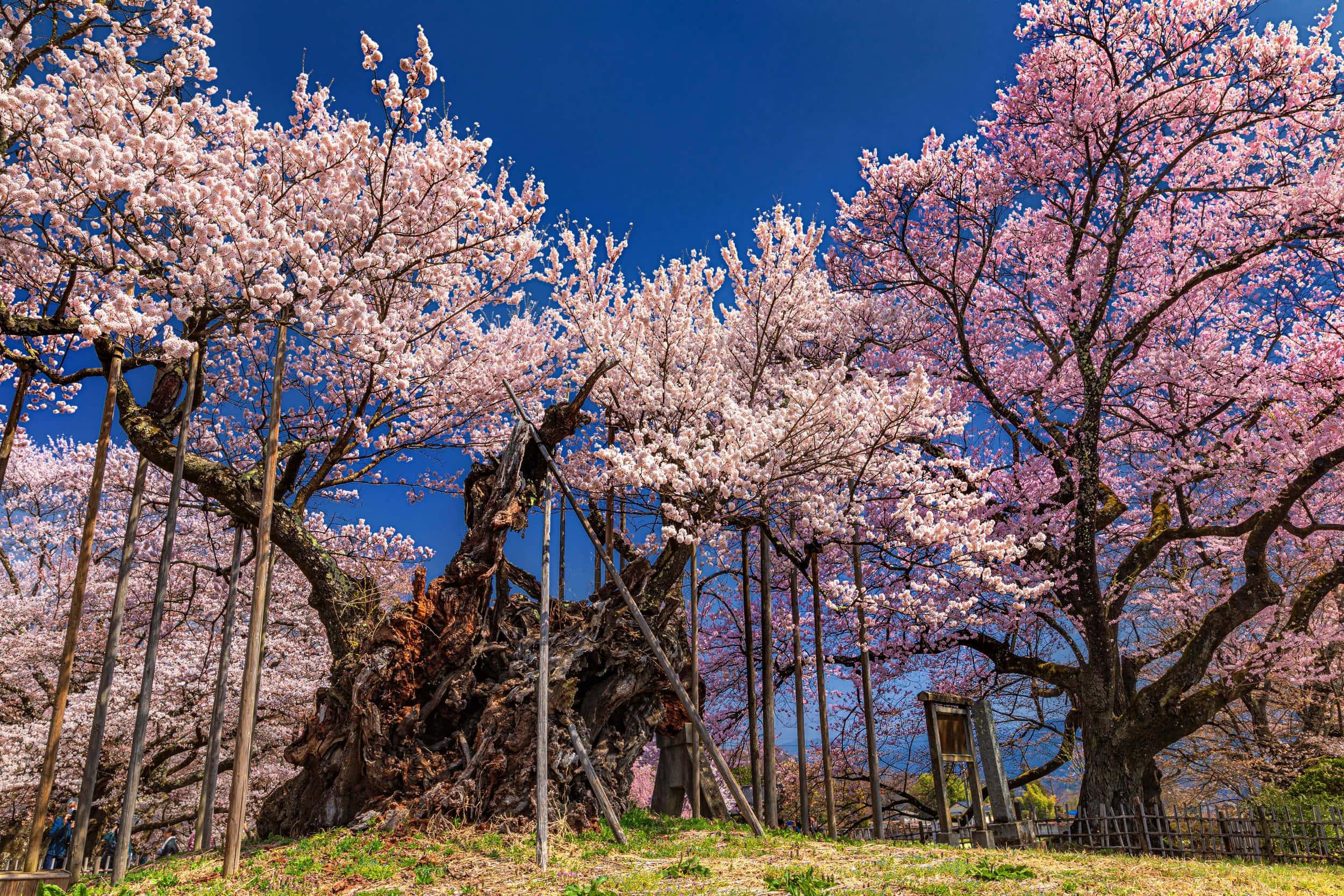 Cherry Blossom pictures — 2500x1667 wallpaper