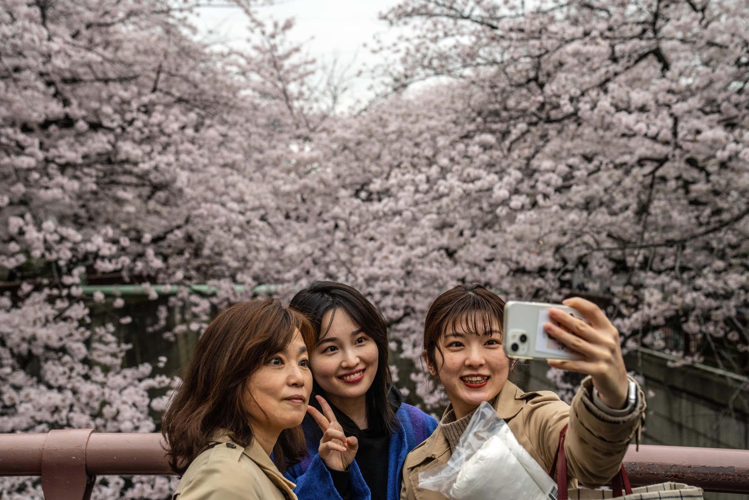 Cherry Blossom pictures — 2500x1667 wallpaper