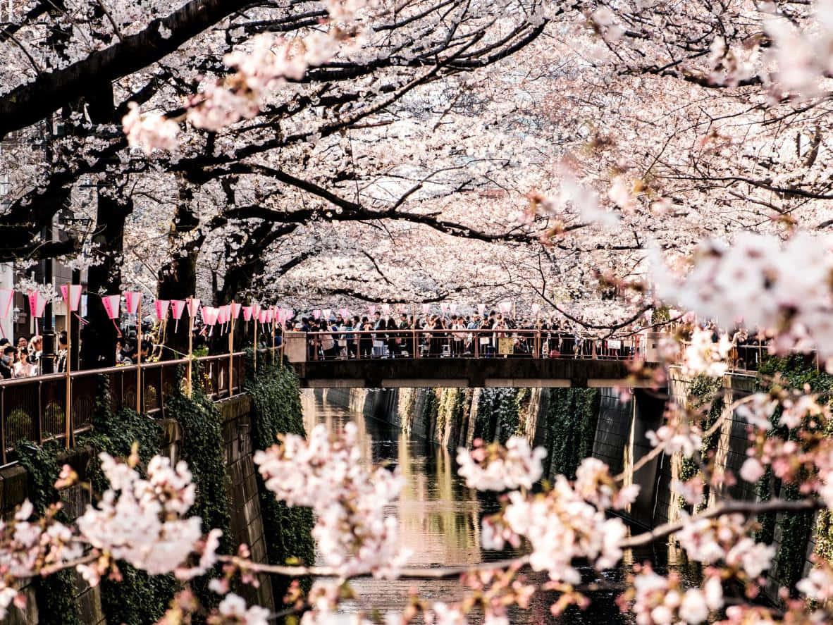 Cherry Blossom pictures — 1182x887 wallpaper