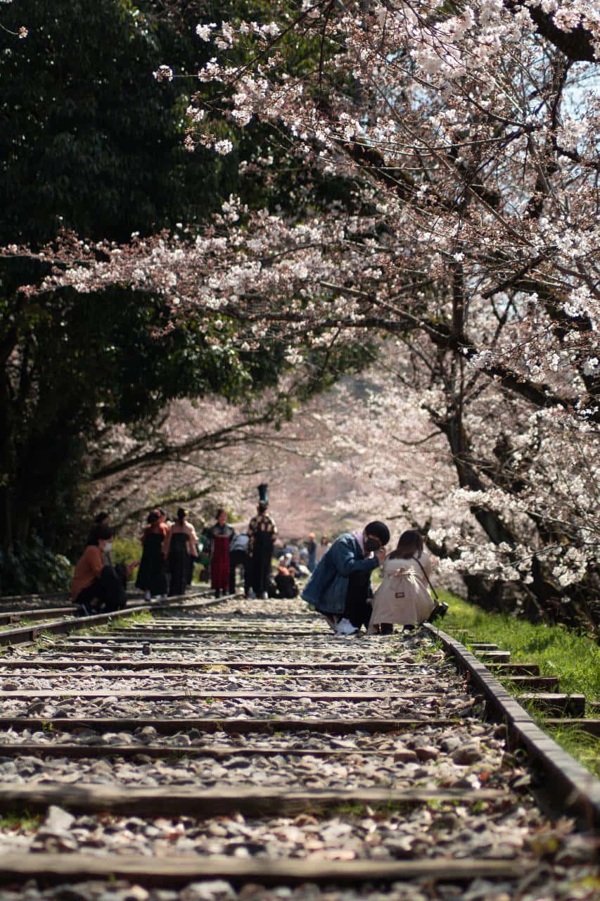 Cherry Blossom pictures — 853x1280 wallpaper