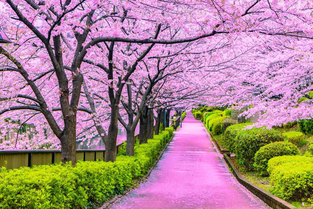 Cherry Blossom pictures — 1024x683 wallpaper