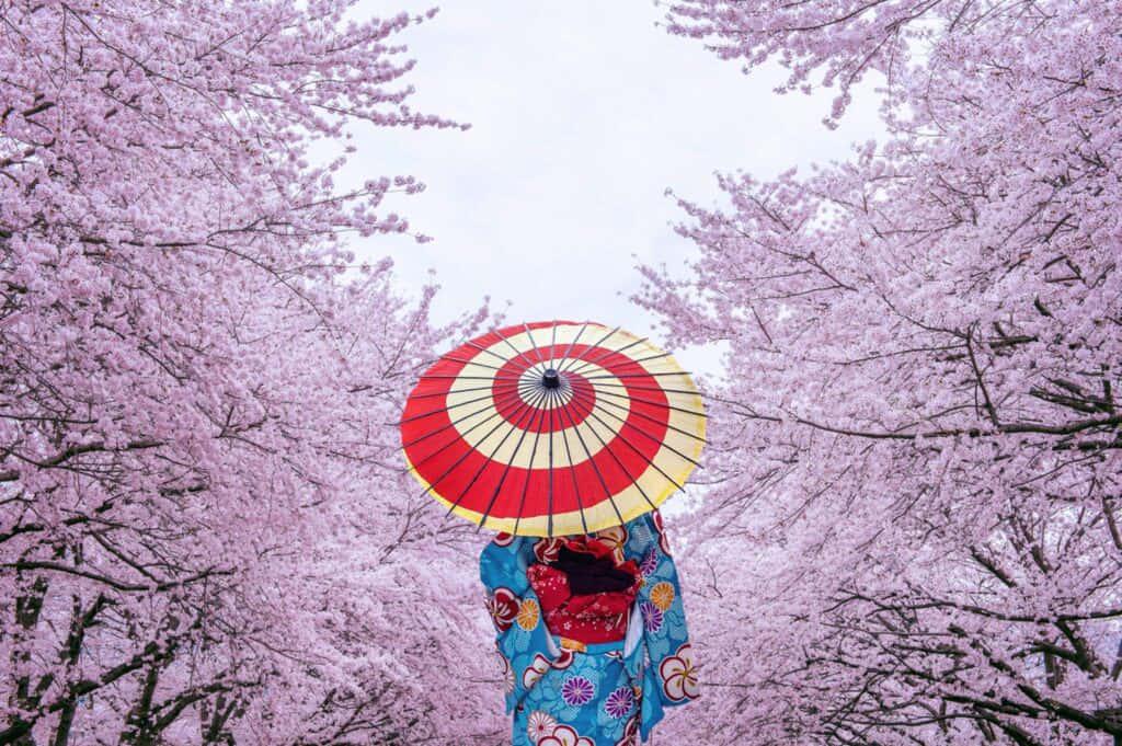 Cherry Blossom pictures — 1024x681 wallpaper