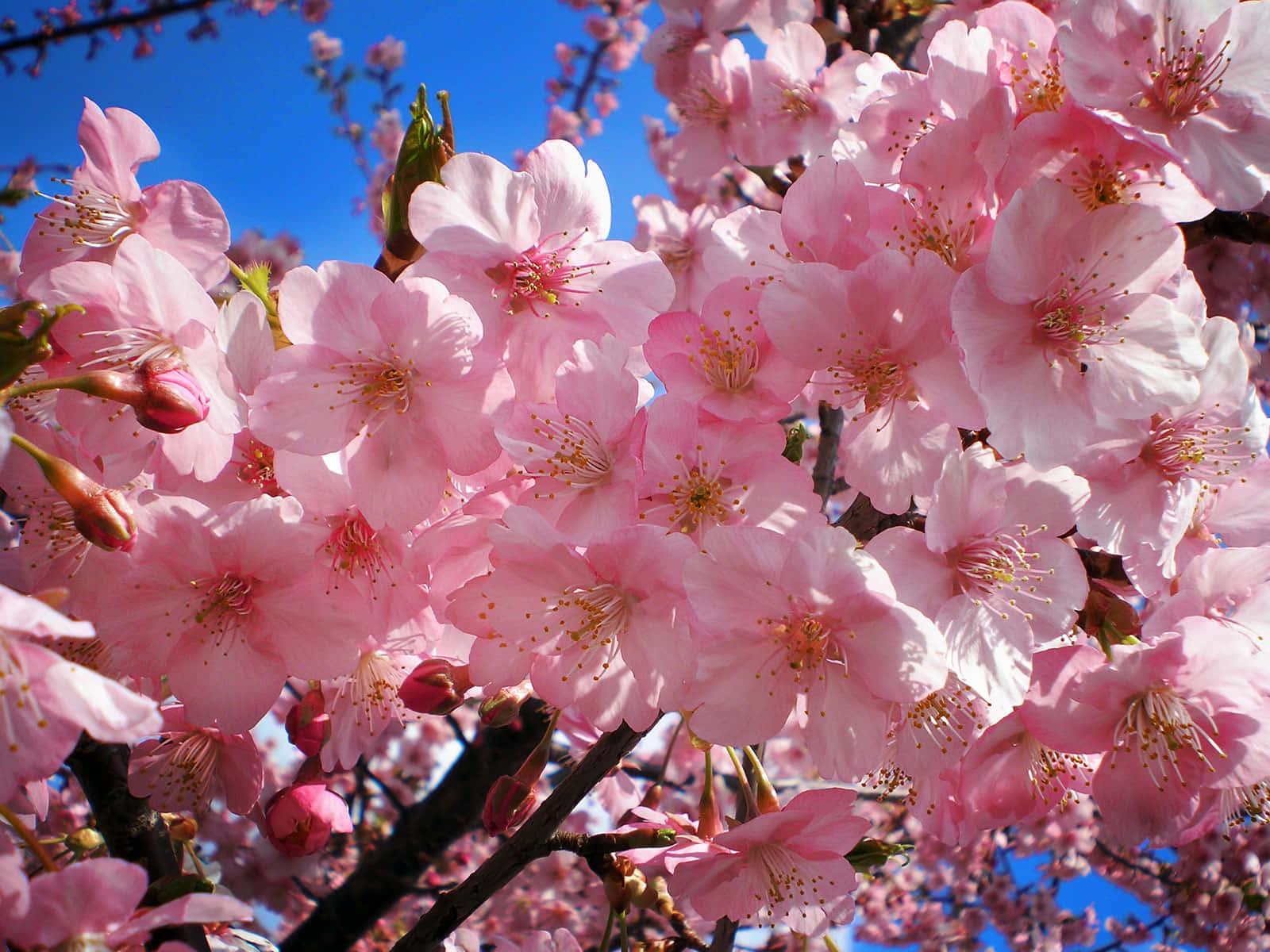 Cherry Blossom Pink Flowers Picture — 1600x1200 wallpaper