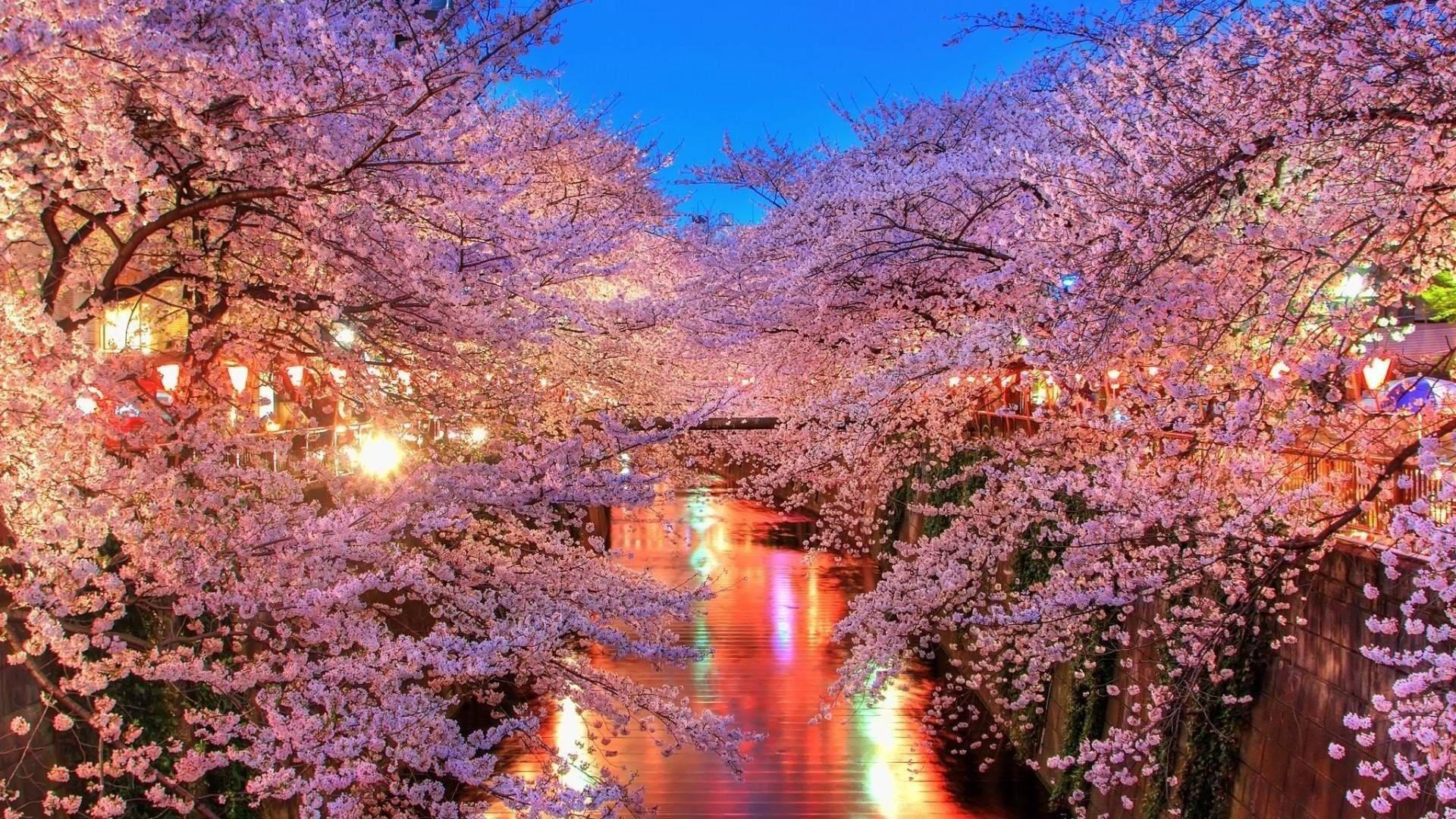 Cherry Blossom River — 1920x1080 wallpaper