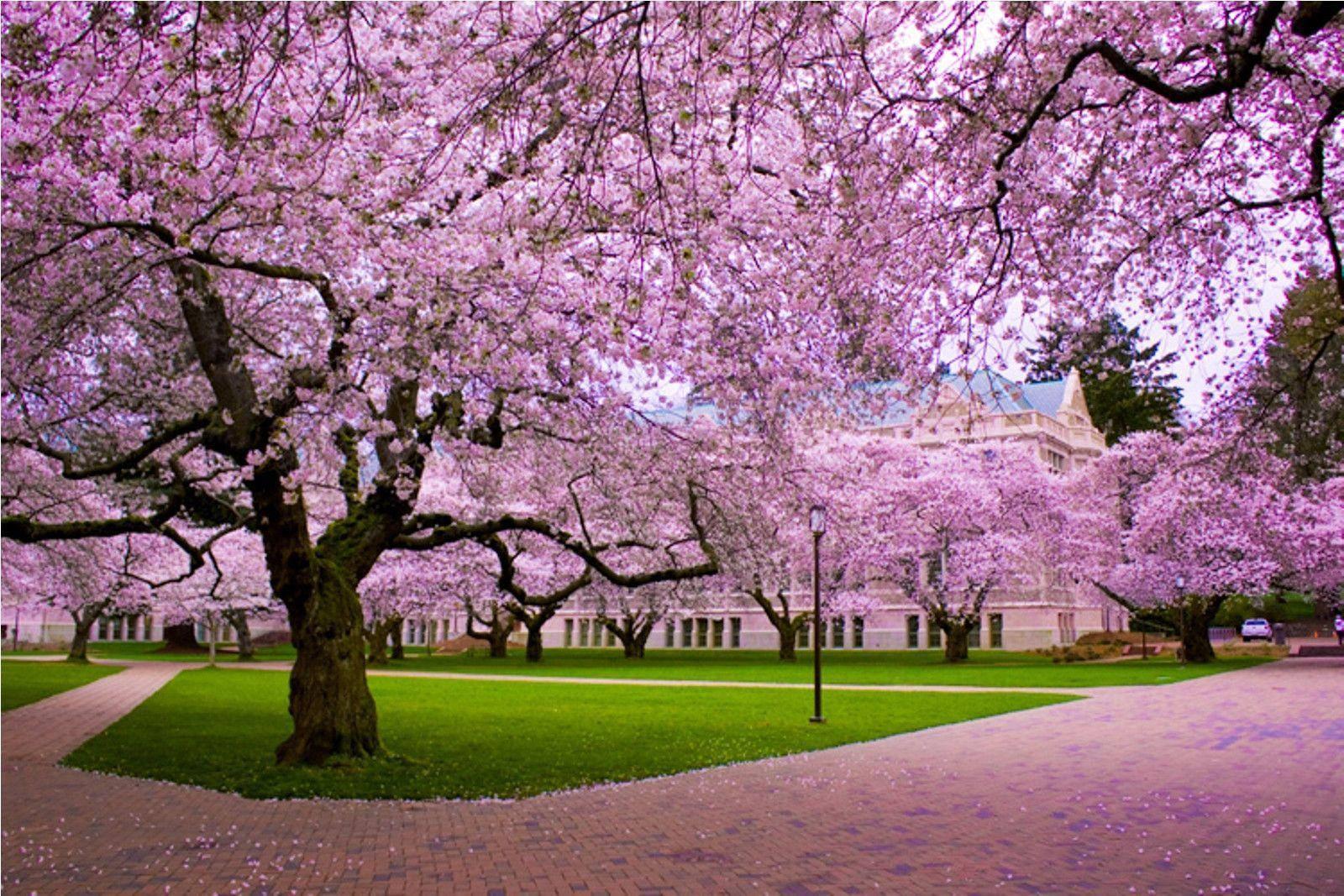 Cherry Blossom Season — 1600x1067 wallpaper