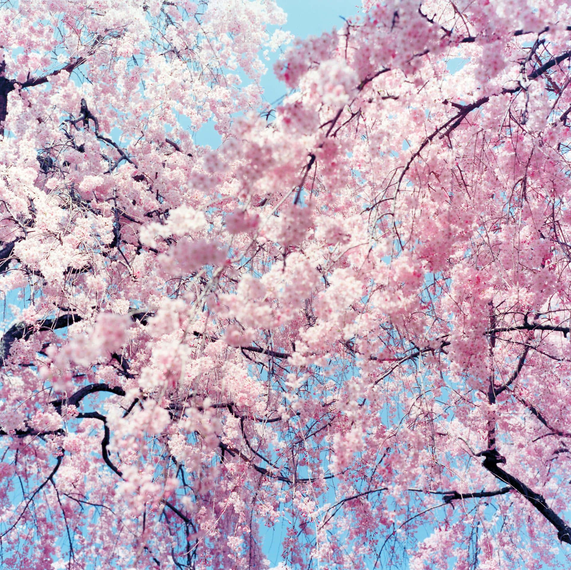Cherry Blossom Tree Flowers Picture — 1926x1922 wallpaper