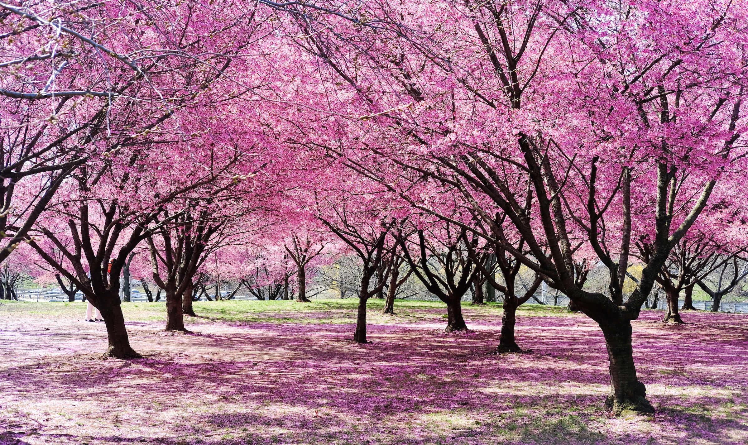Cherry Blossom Tree Forest Picture — 2400x1428 wallpaper