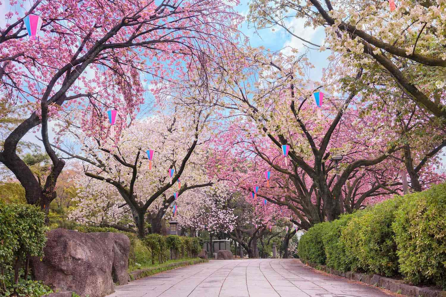 Cherry Blossom Tree Park Picture — 1500x1001 wallpaper