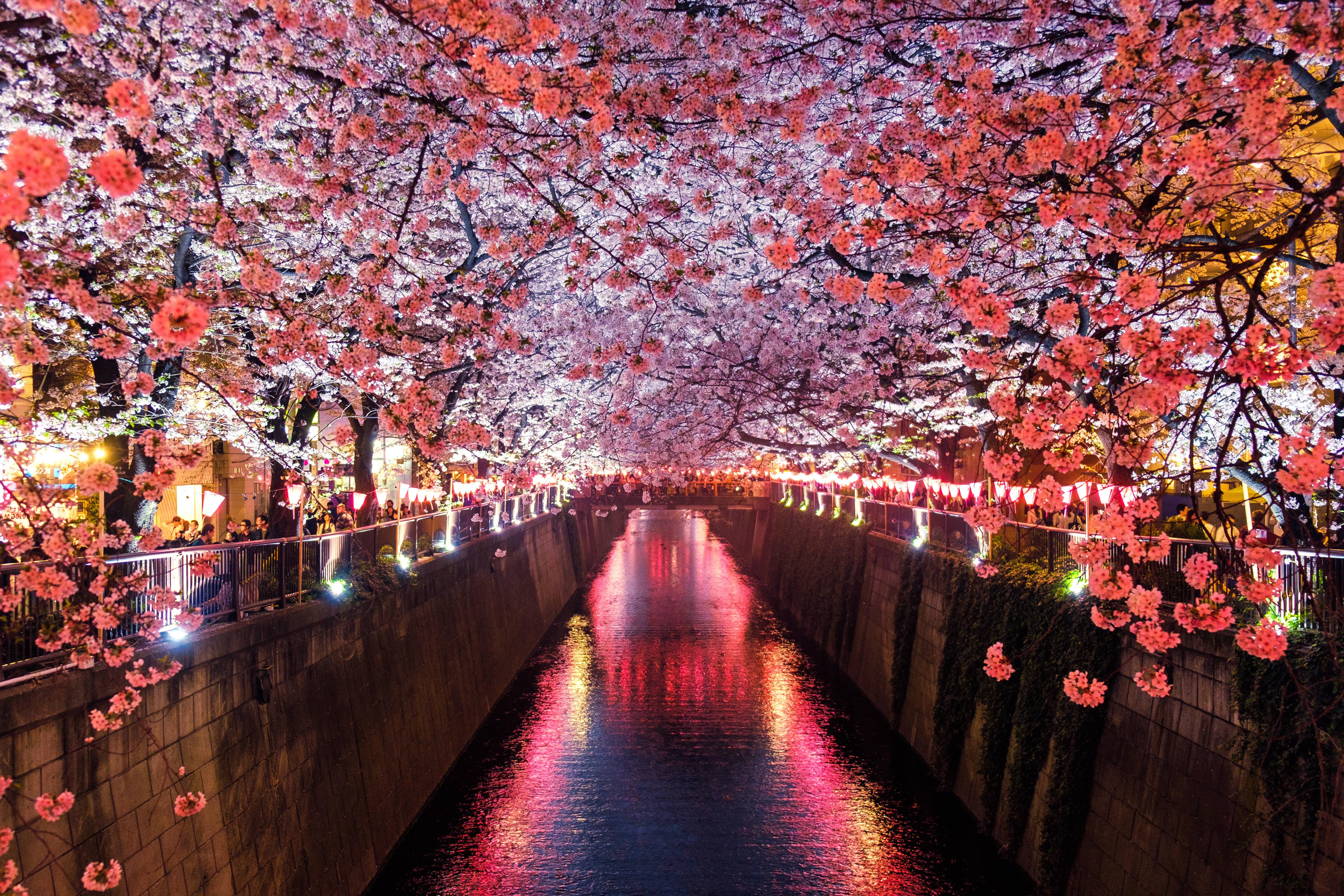 Cherry Blossom Trees Japan — 5296x3531 wallpaper
