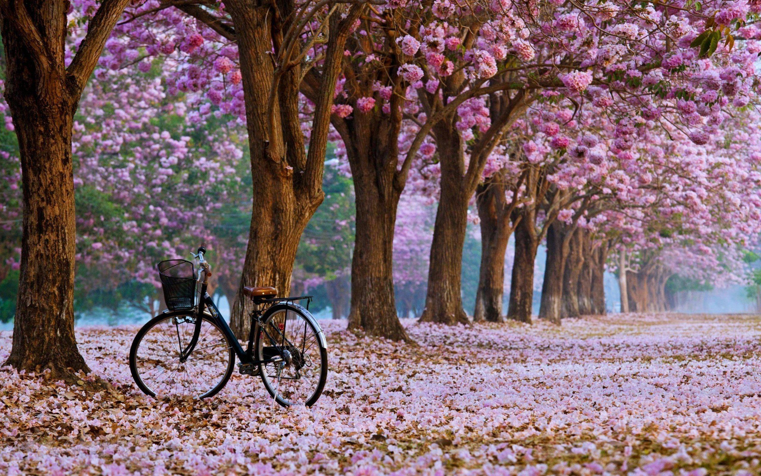 Cherry Blossom Trees — 2560x1600 wallpaper