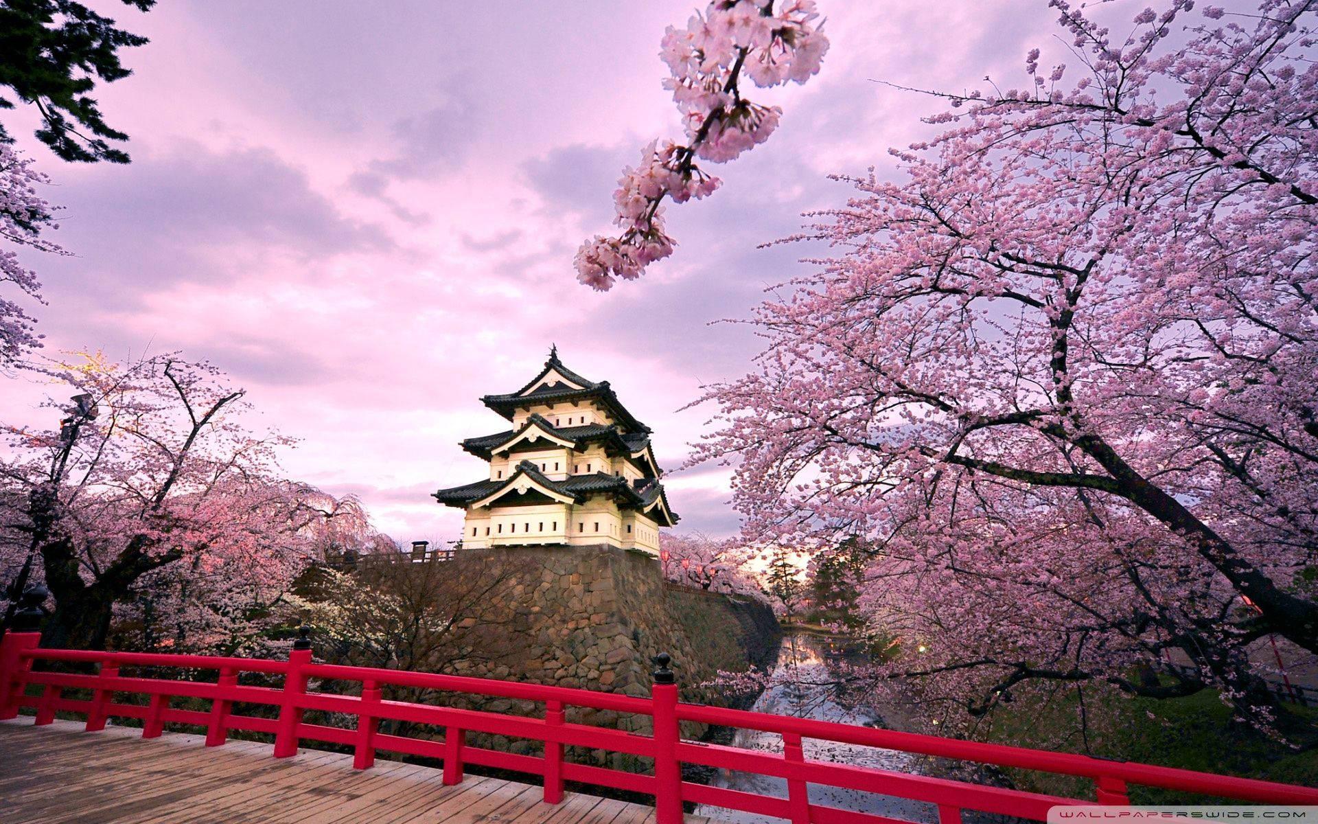 Cherry Blossoms And Japanese Castle — 1920x1200 wallpaper