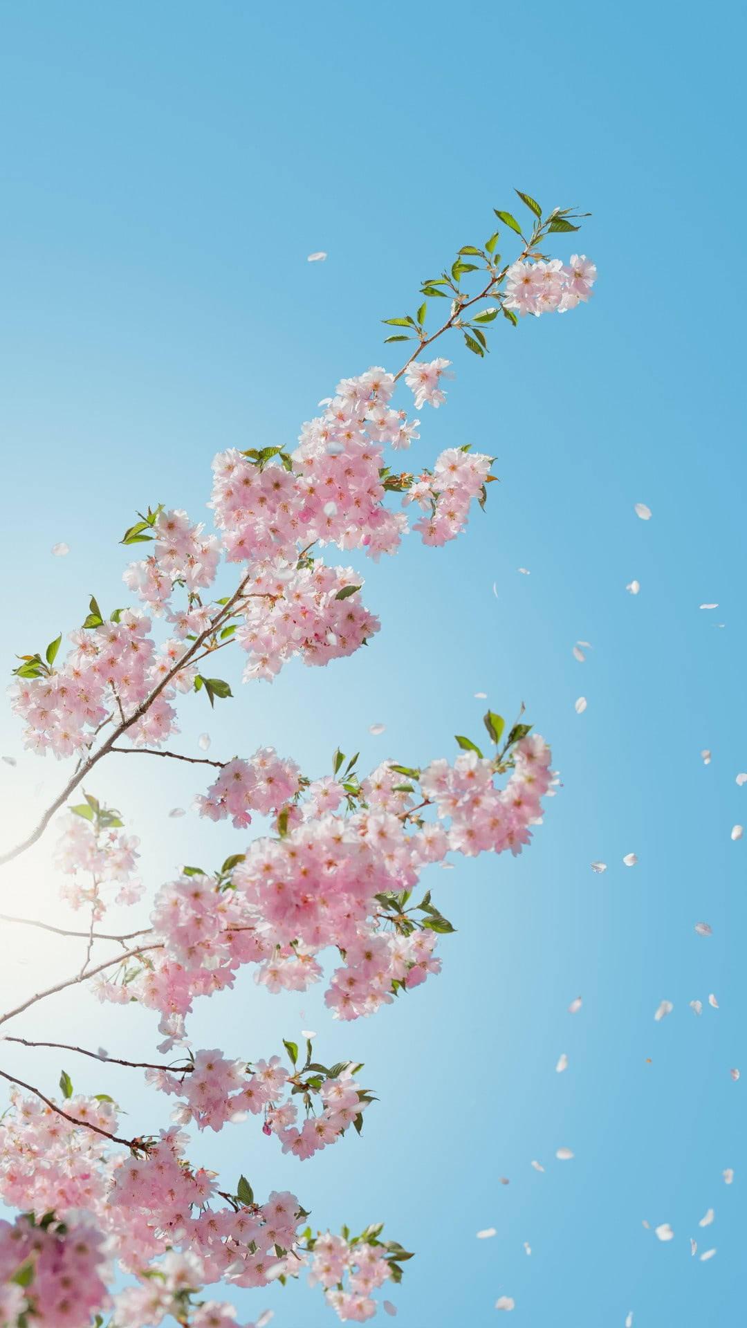 Cherry Blossoms Flower Mobile — 1080x1920 wallpaper