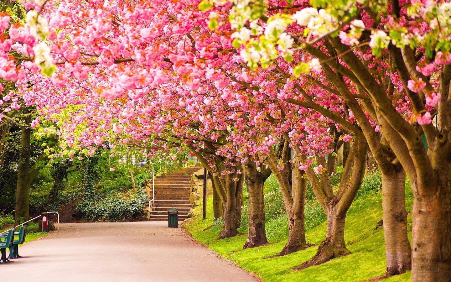 Cherry Blossoms In Spring — 1440x900 wallpaper