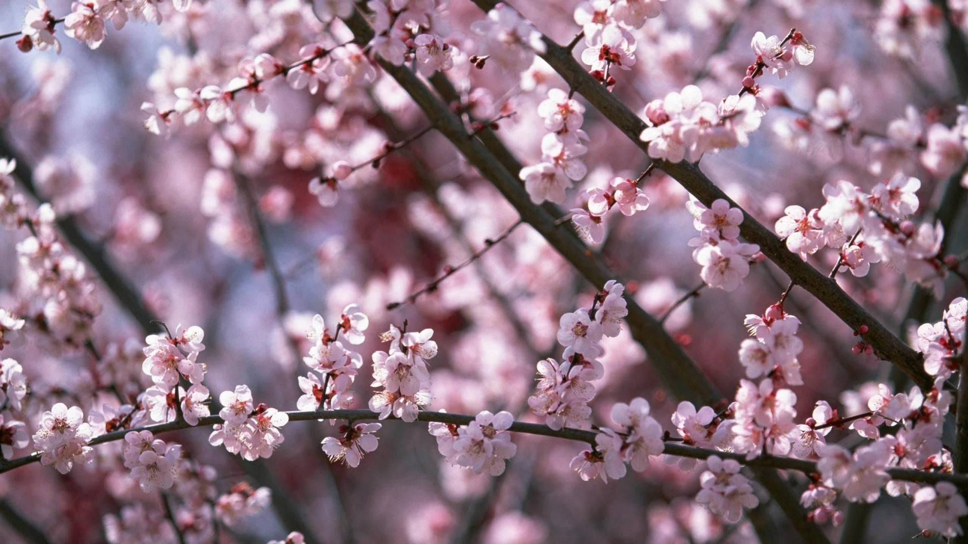 Cherry Blossoms In Spring — 1920x1080 wallpaper