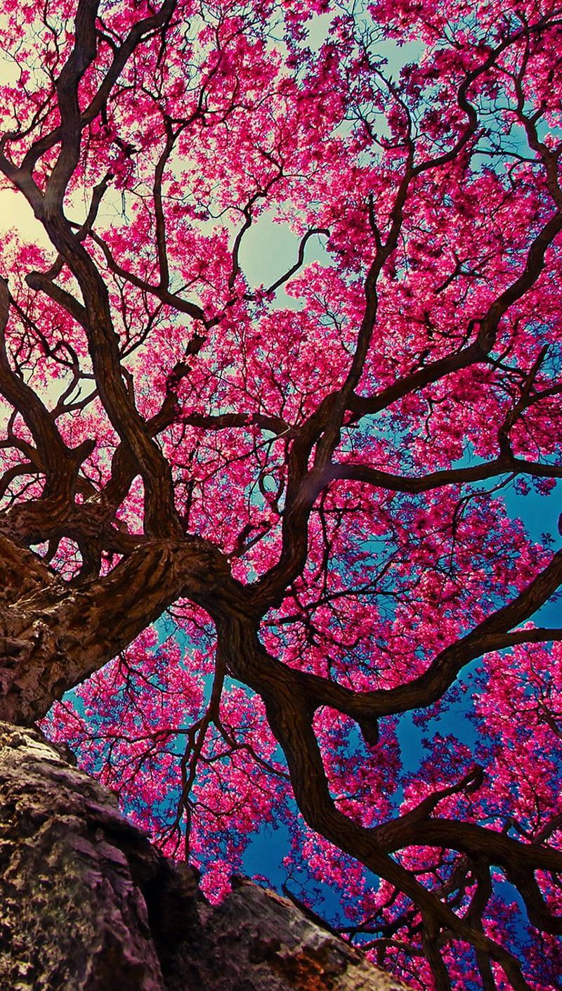 Cherry Blossoms iPhone 11 — 800x1410 wallpaper