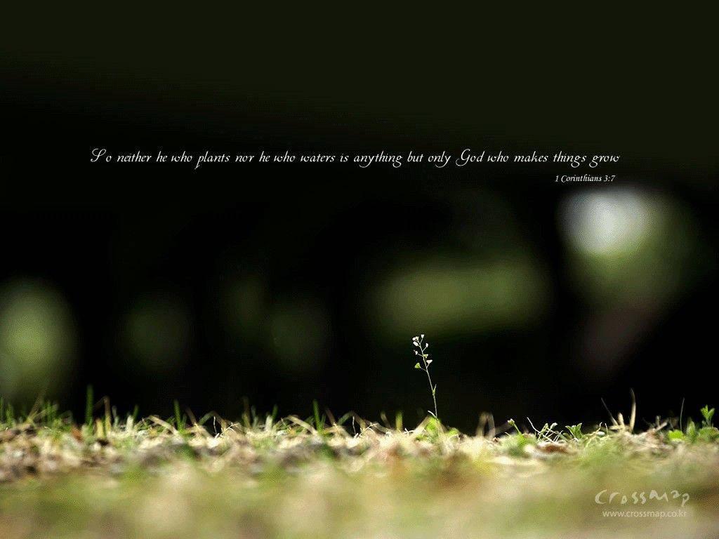 Christian Bible Verse With Plant — 1024x768 wallpaper