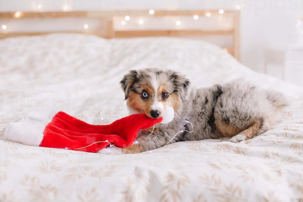 Christmas Puppy Picture — 1000x667 wallpaper