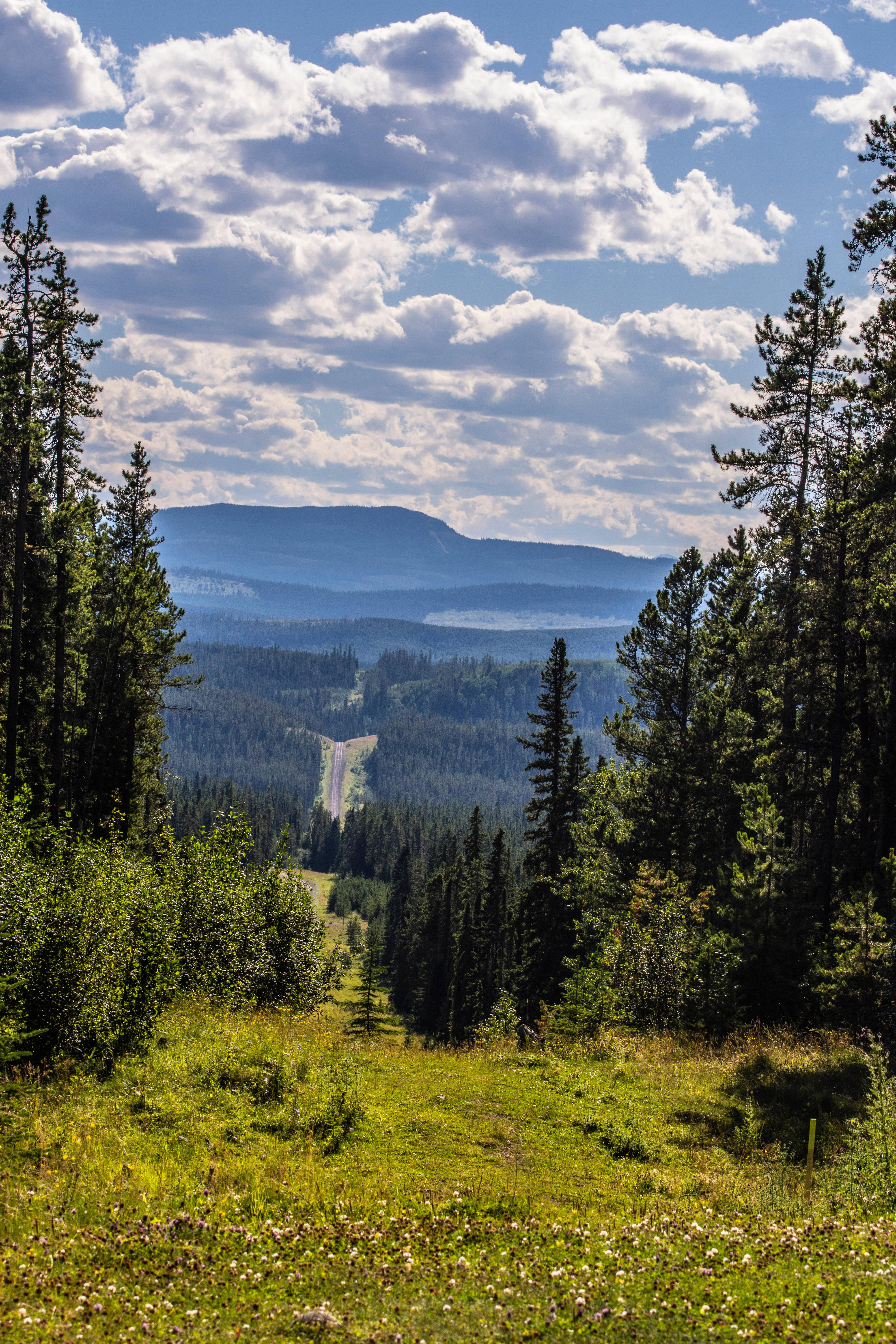 Climb new heights in a fresh forest landscape — 4000x6000 wallpaper