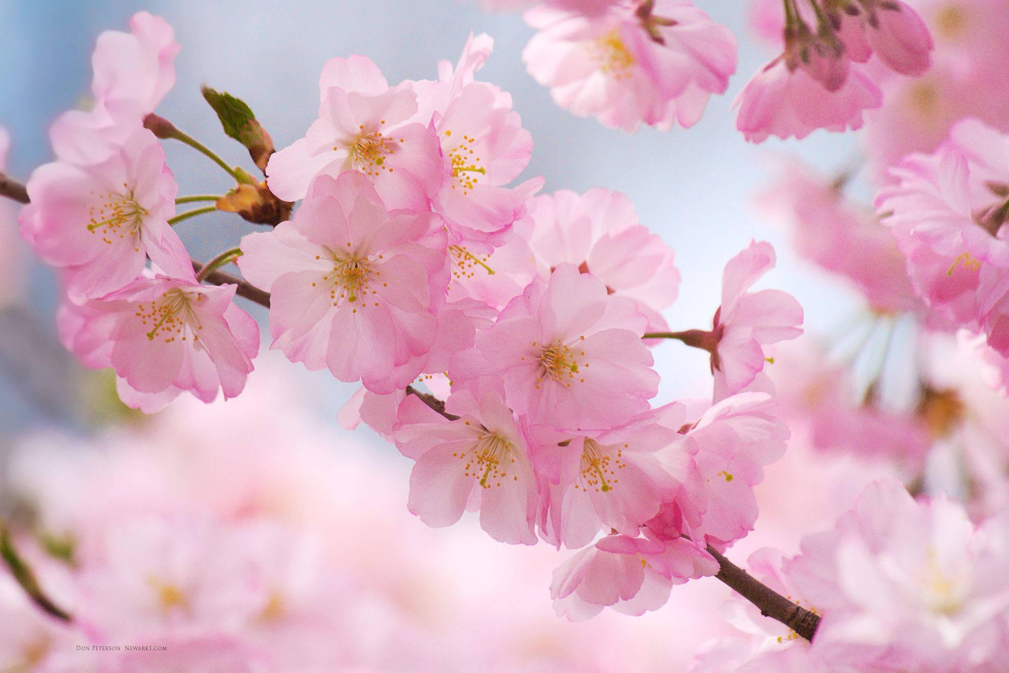 Close Up Cherry Blossom — 2000x1333 wallpaper