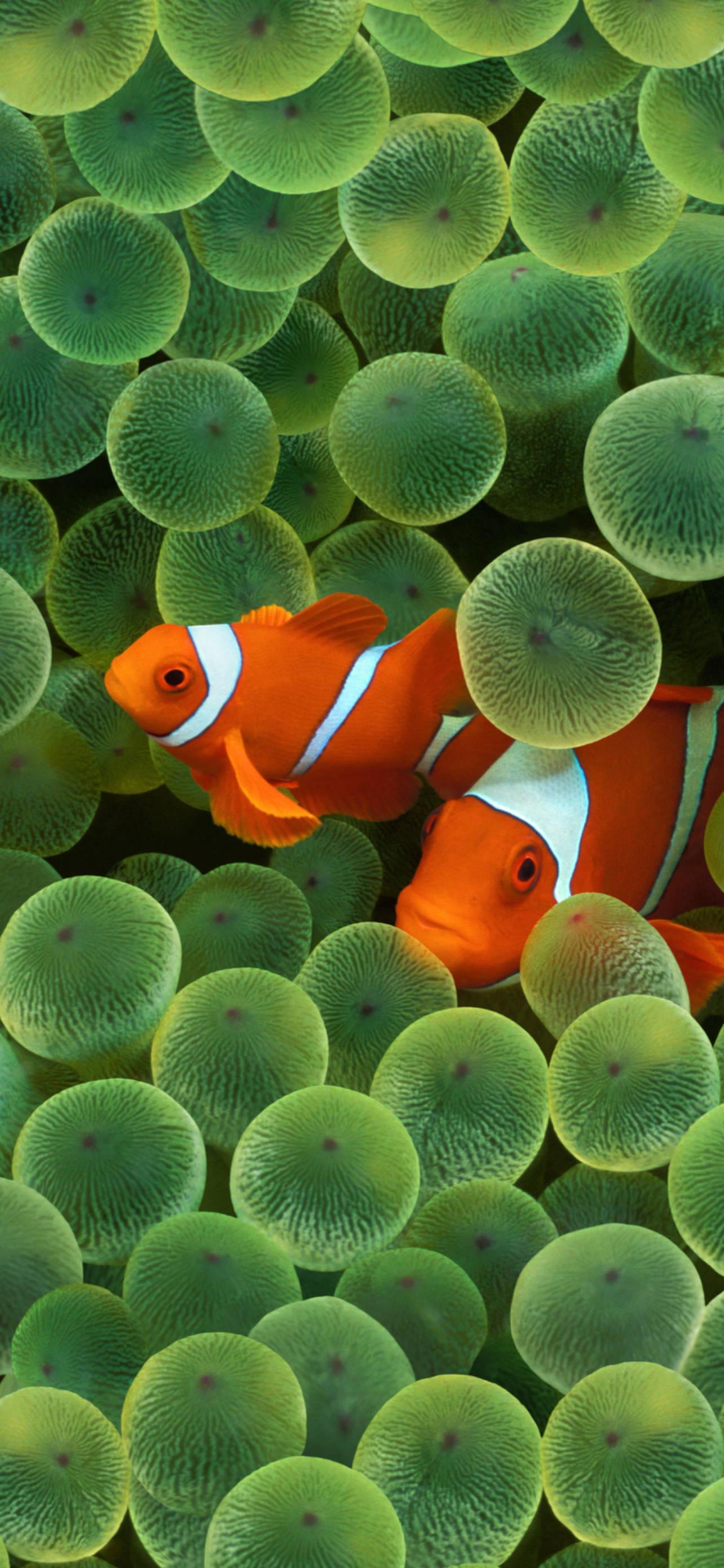 Clownfishes At Reef Ios 16 — 1284x2778 wallpaper