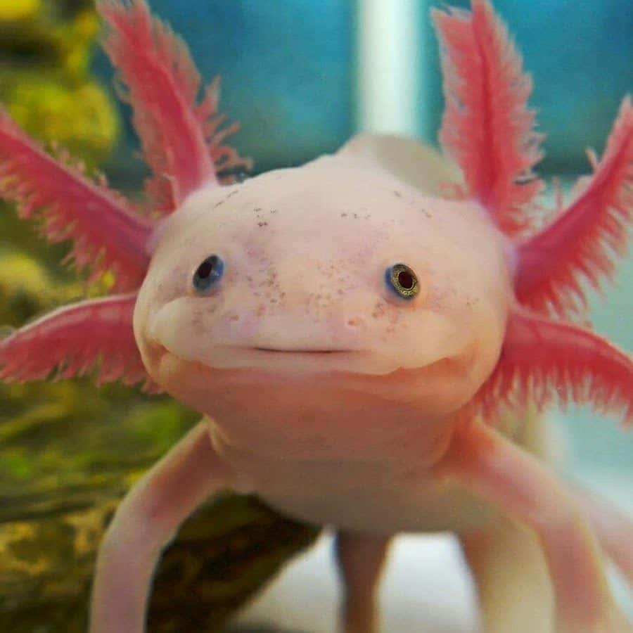 Colorful Axolotl — 900x900 wallpaper