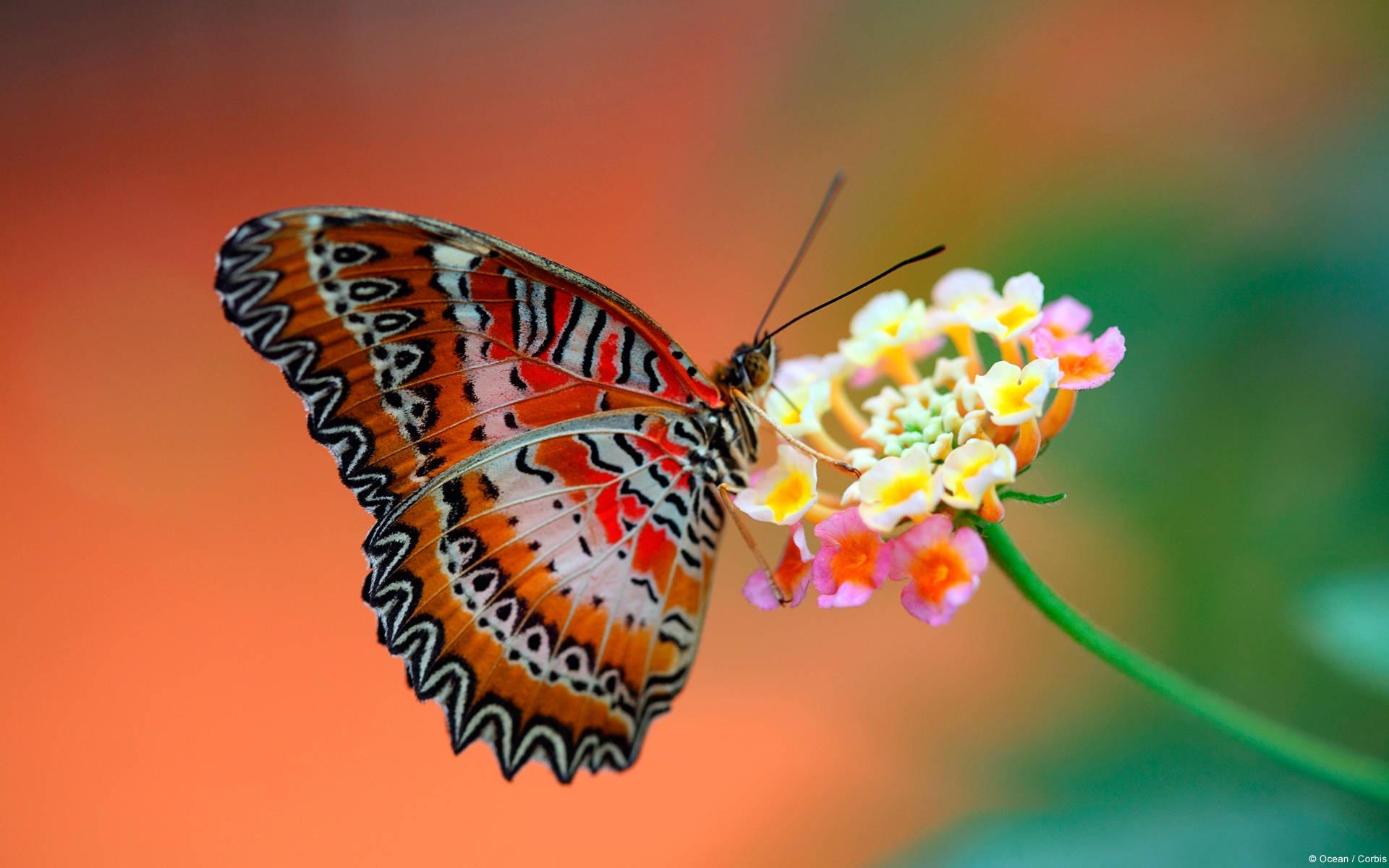 Colorful Butterfly Full Screen Hd Desktop — 1920x1200 wallpaper