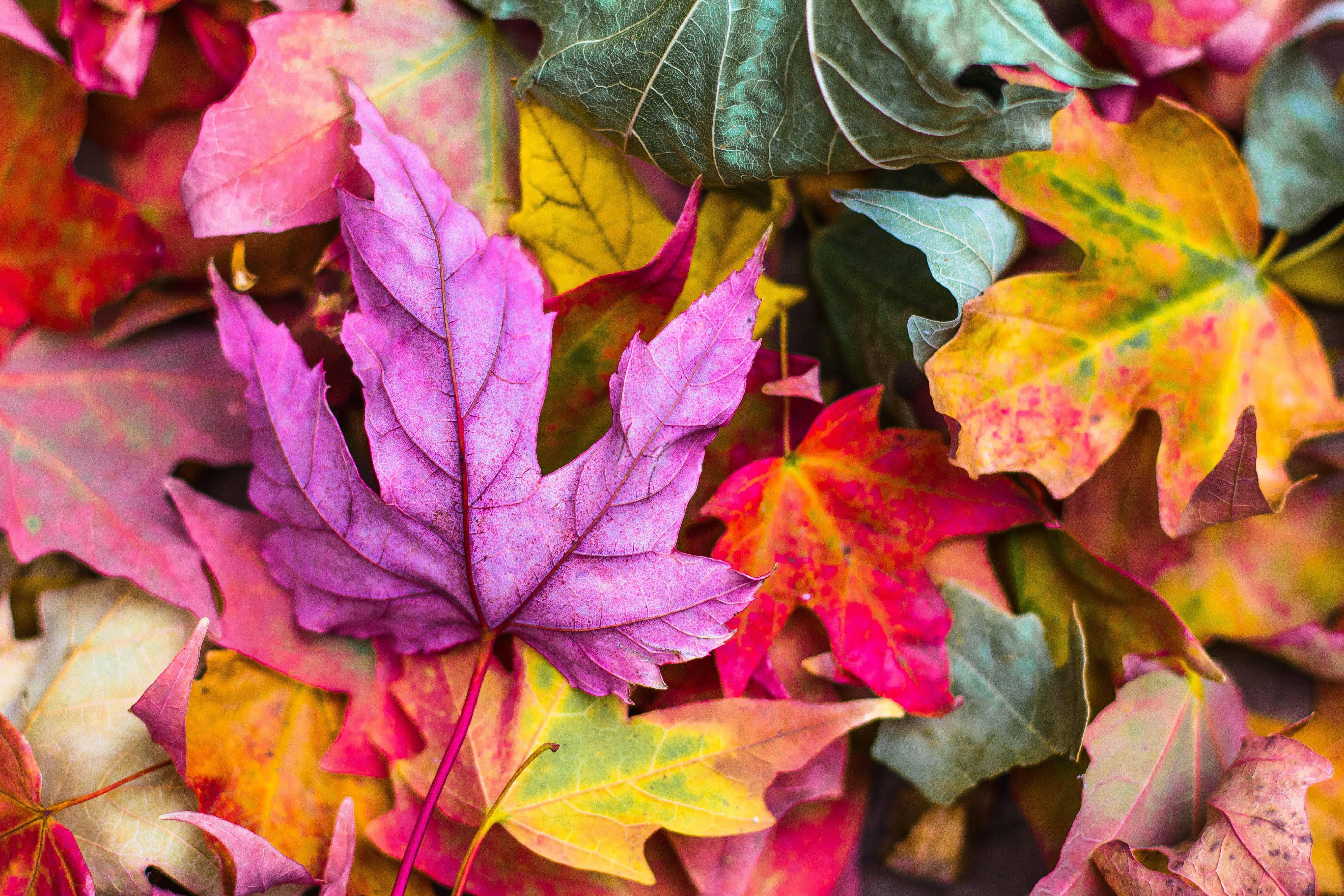 Colorful Fall Aesthetic Maple Leaves — 5184x3456 wallpaper