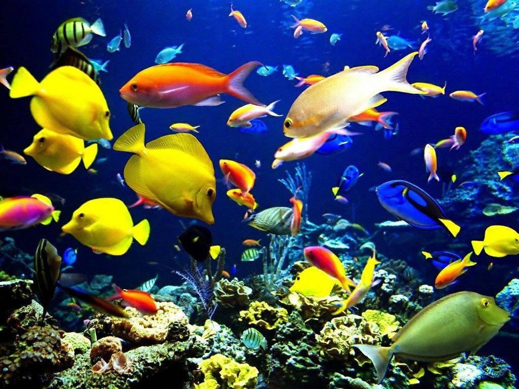 Colorful Fish Ocean Laptop — 1024x768 wallpaper