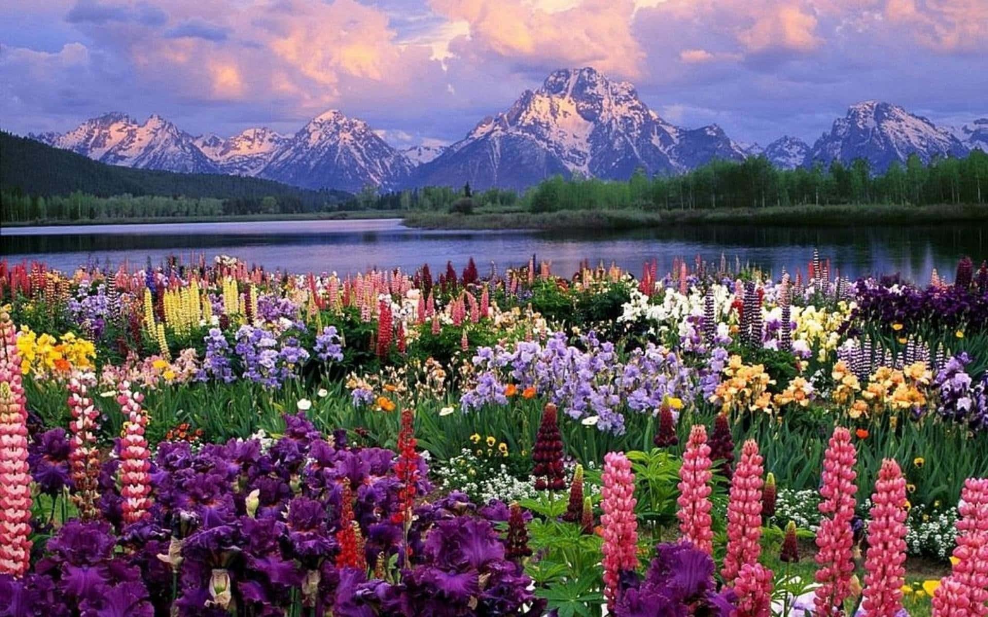Colorful Flower Field By Lake Landscape Picture — 1920x1200 wallpaper
