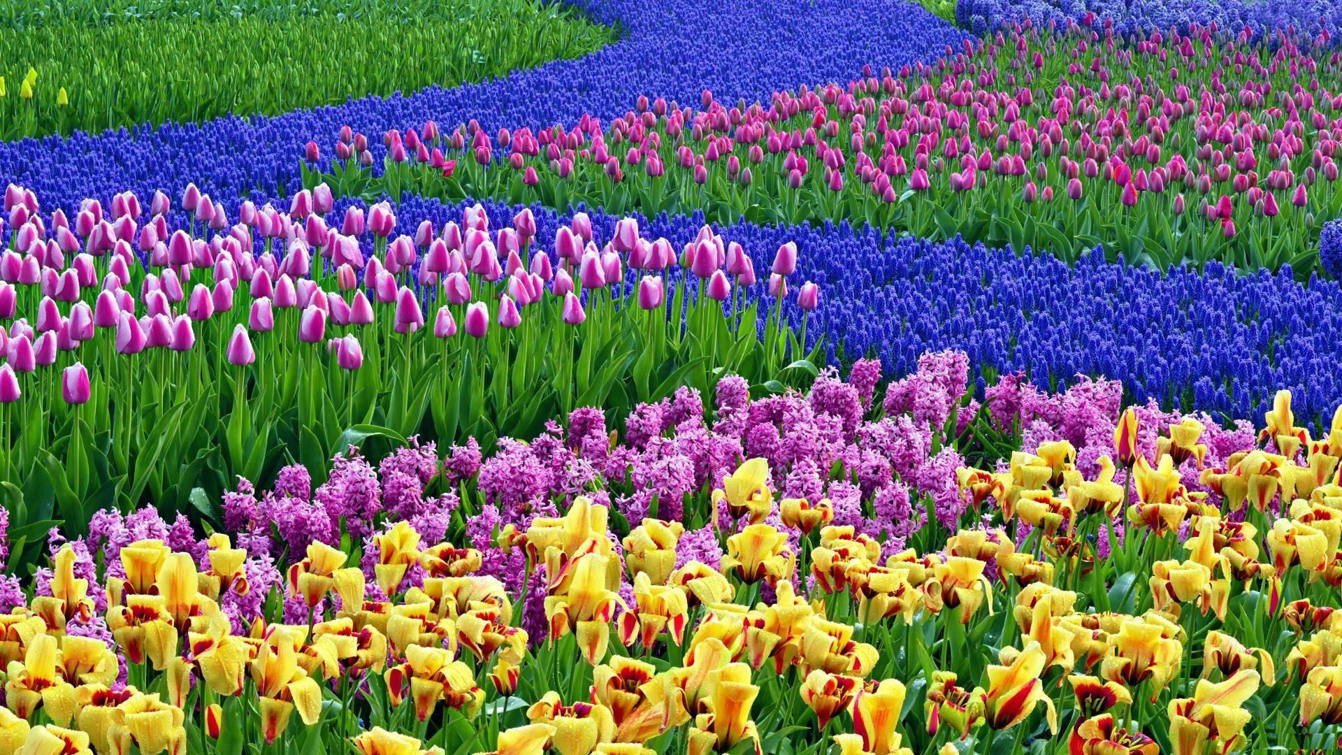 Colorful Spring Flower Field — 1920x1080 wallpaper
