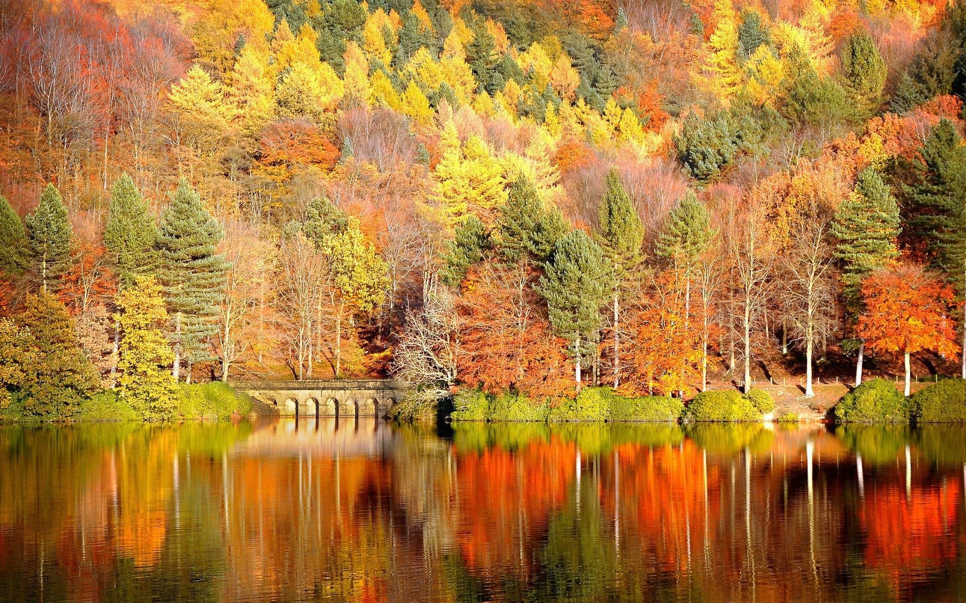 Colorful Trees Fall Season — 1920x1200 wallpaper