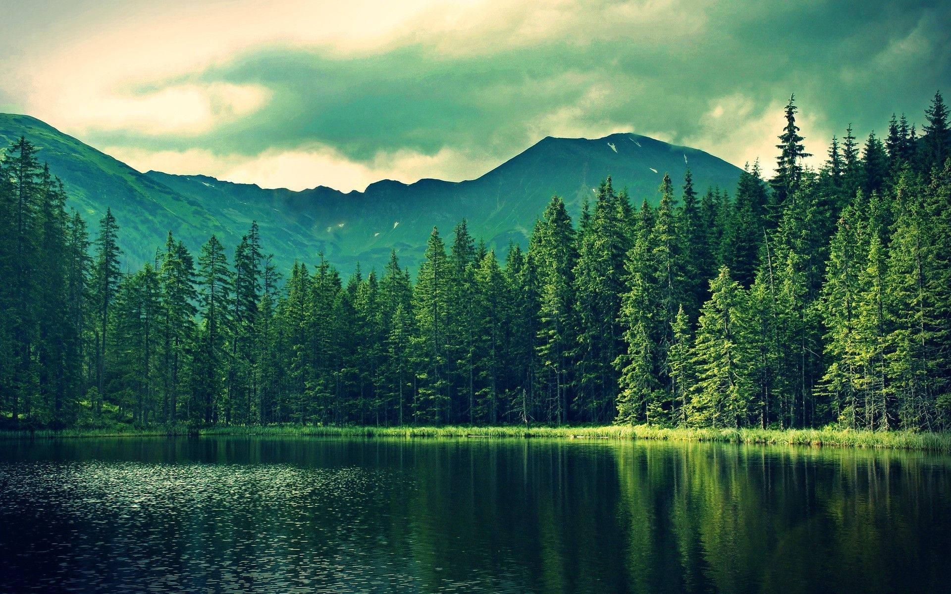 Coniferous Forest Lake — 1920x1200 wallpaper
