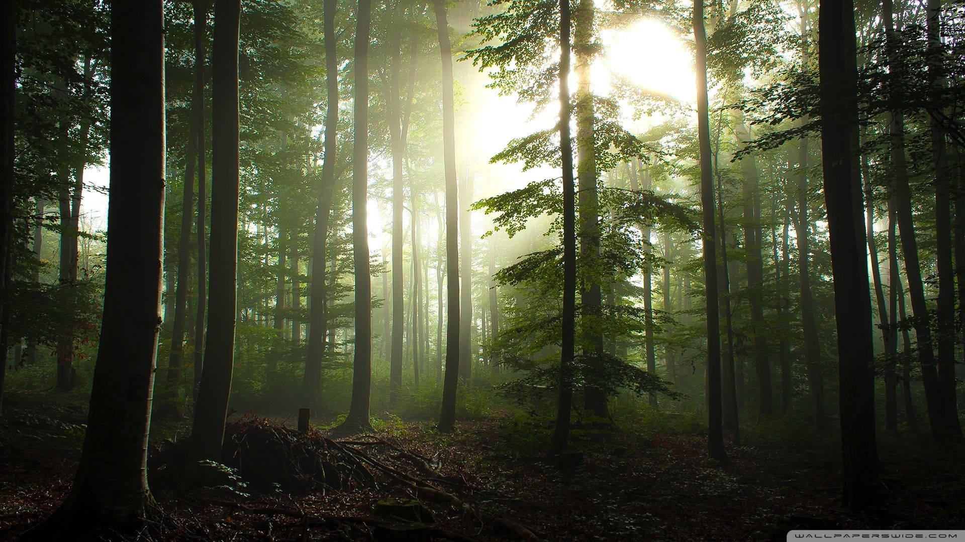 Coniferous Forest Sunlight — 1920x1080 wallpaper