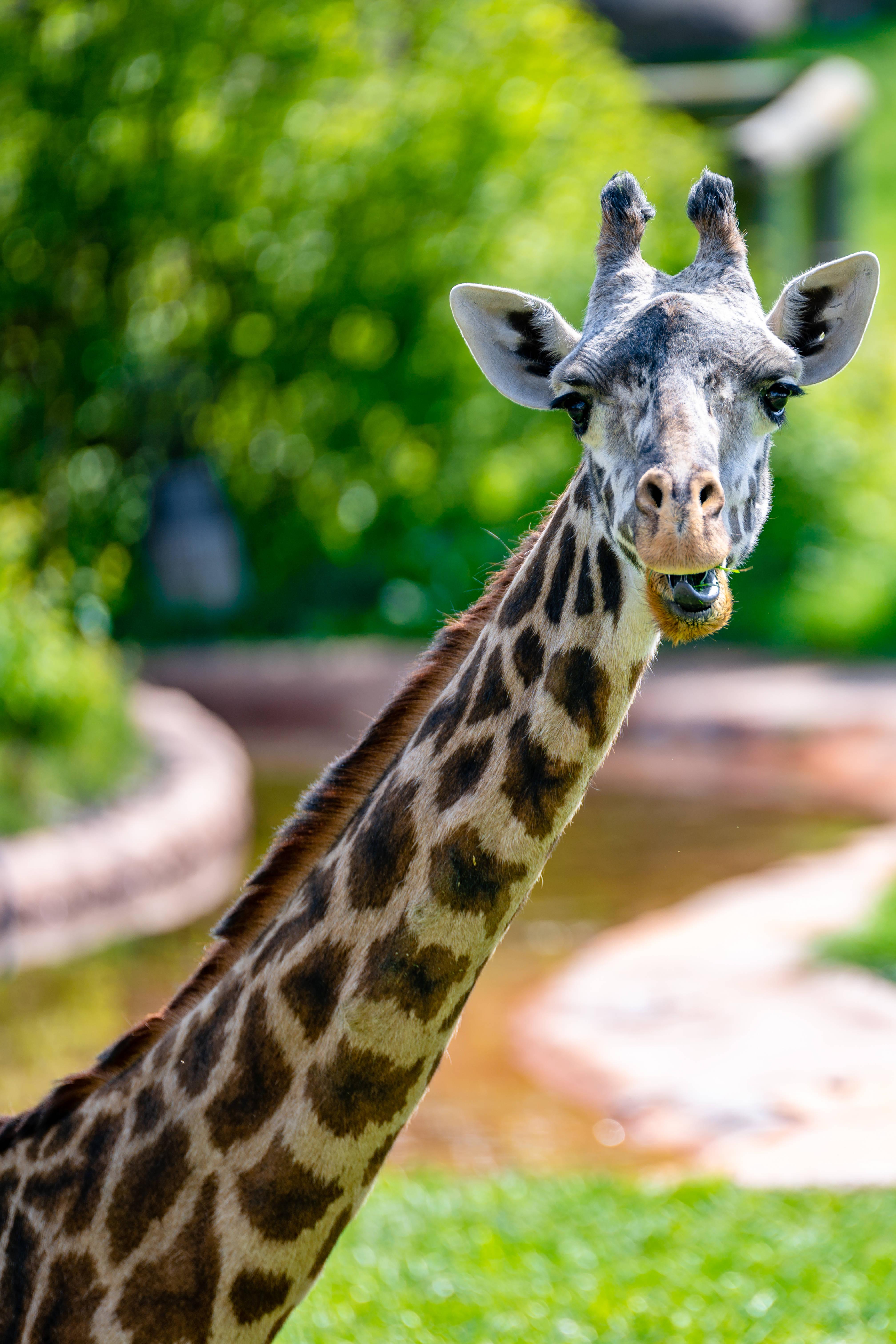 Cool Calm Giraffe Staring — 4032x6048 wallpaper